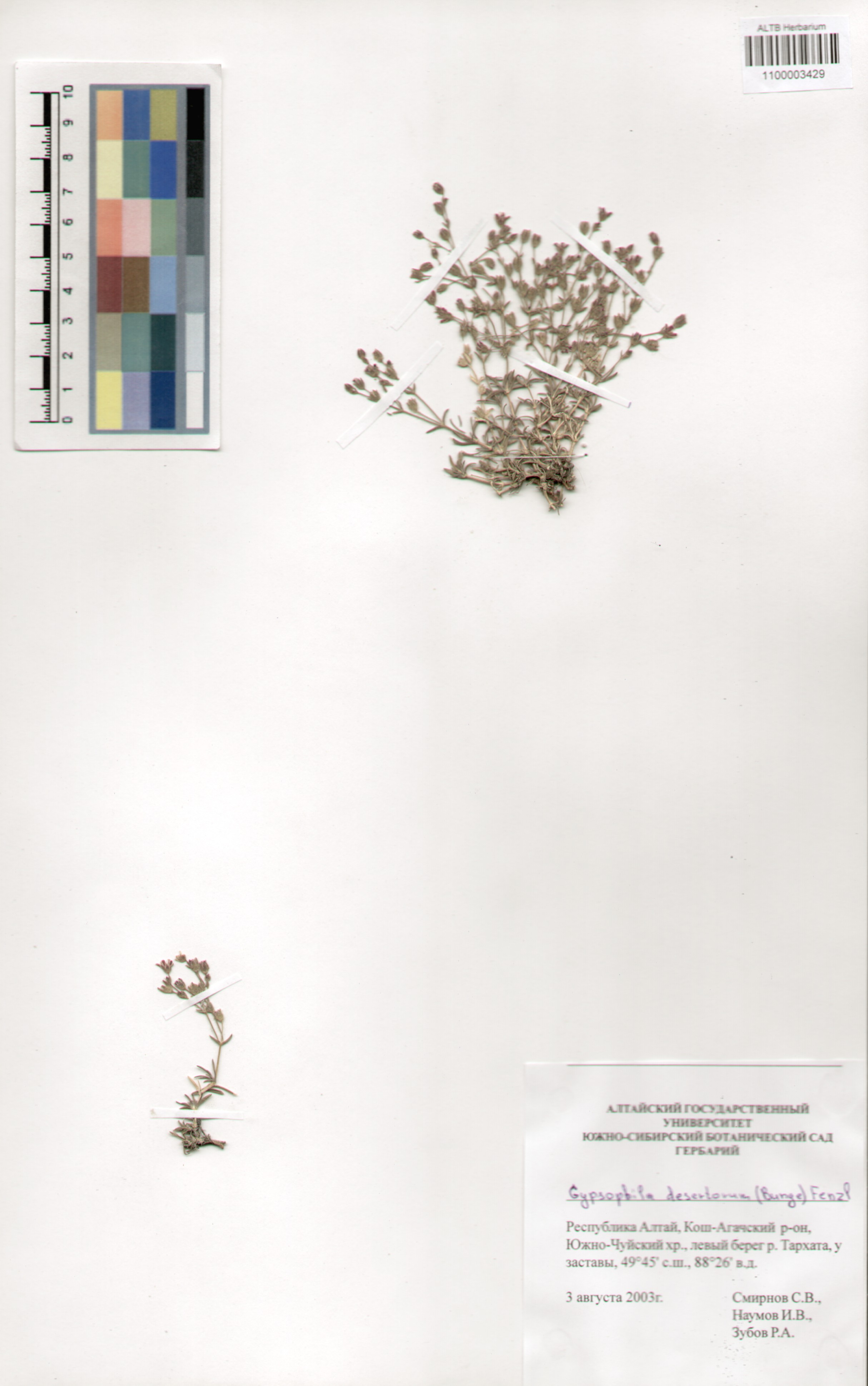 Caryophyllaceae,Gypsophila desertorum (Bunge) Fenzl.
