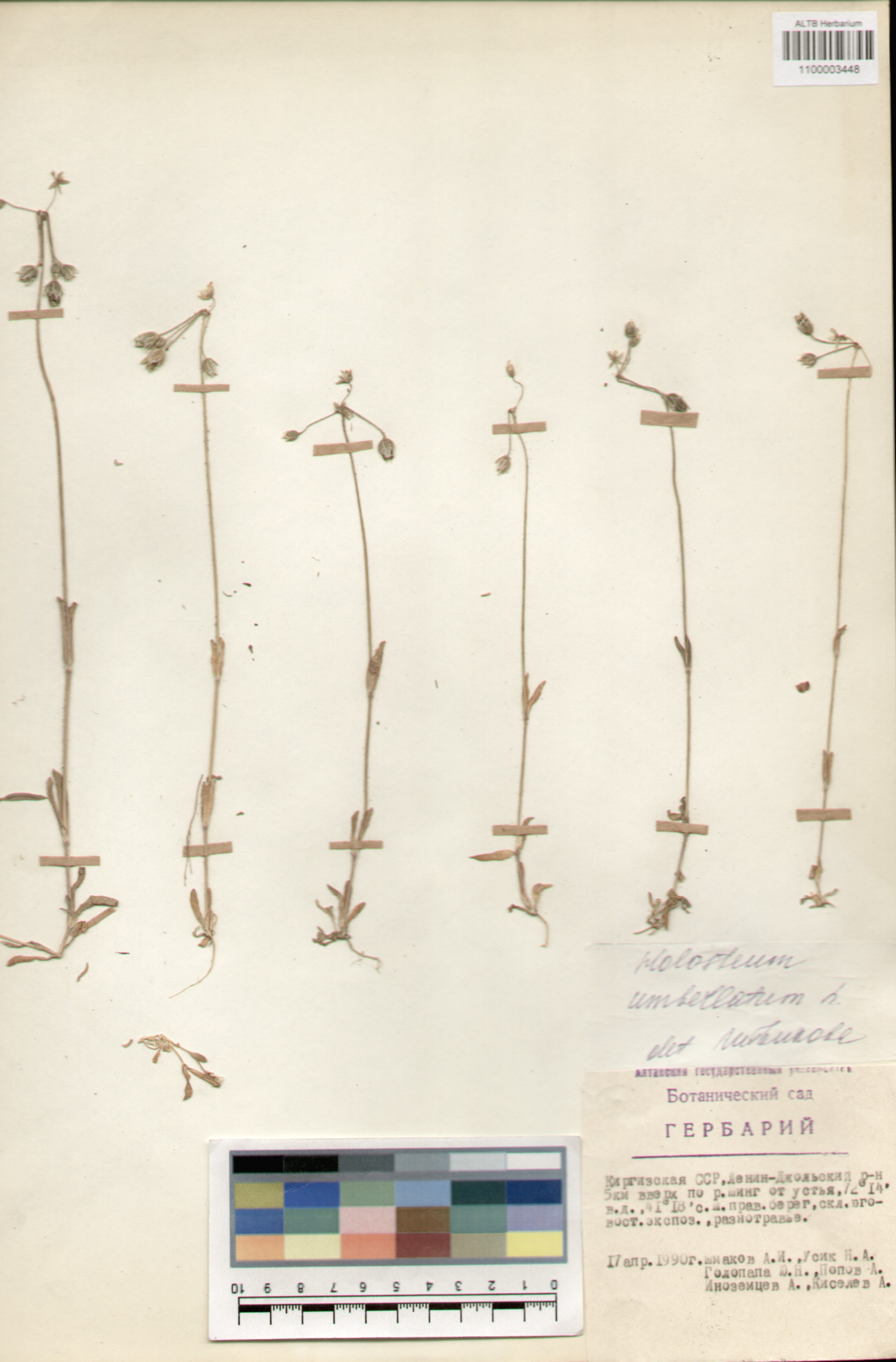 Caryophyllaceae,Holosteum umbellatum L.
