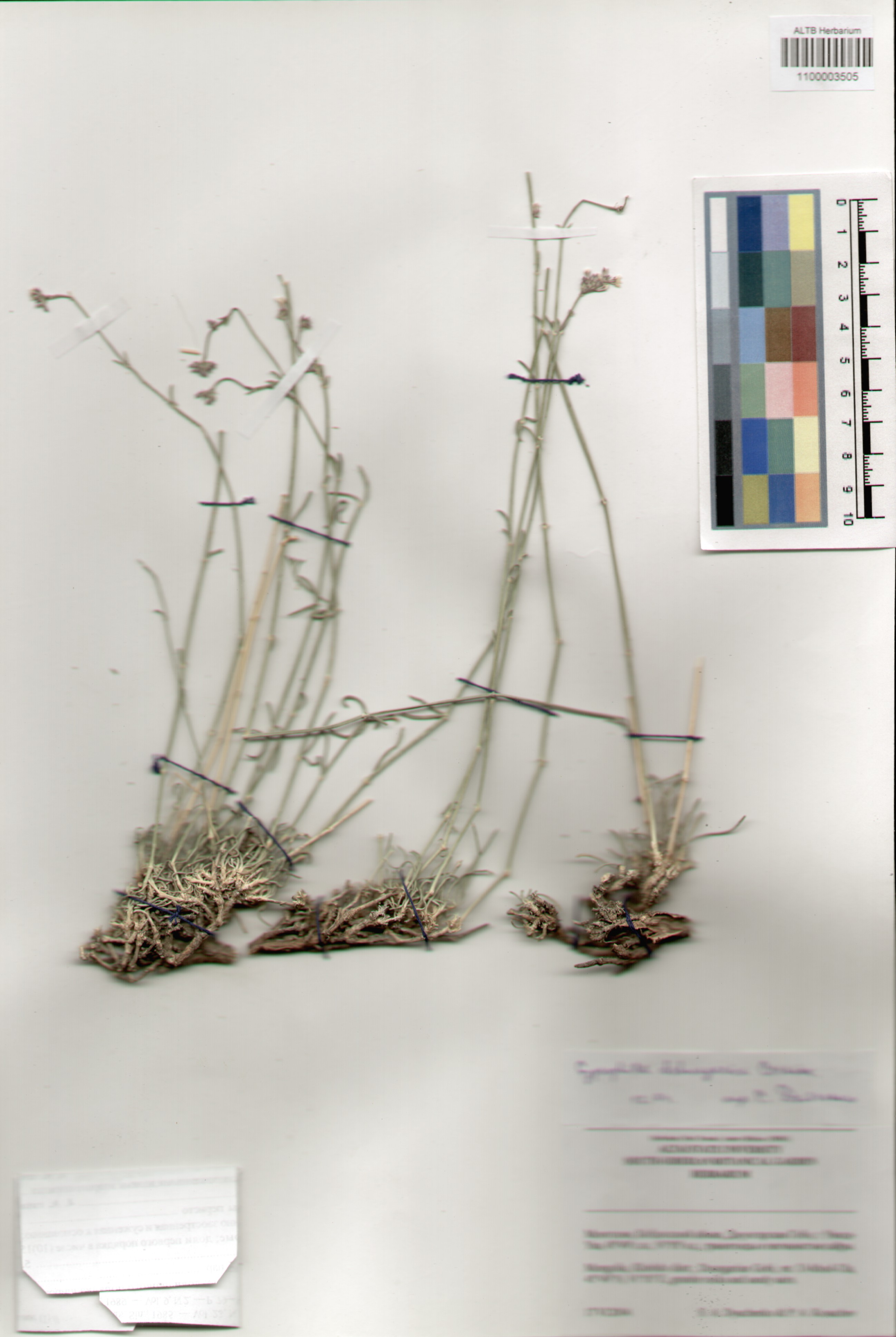 Caryophyllaceae,Gypsophila dshungarica Czerniak.