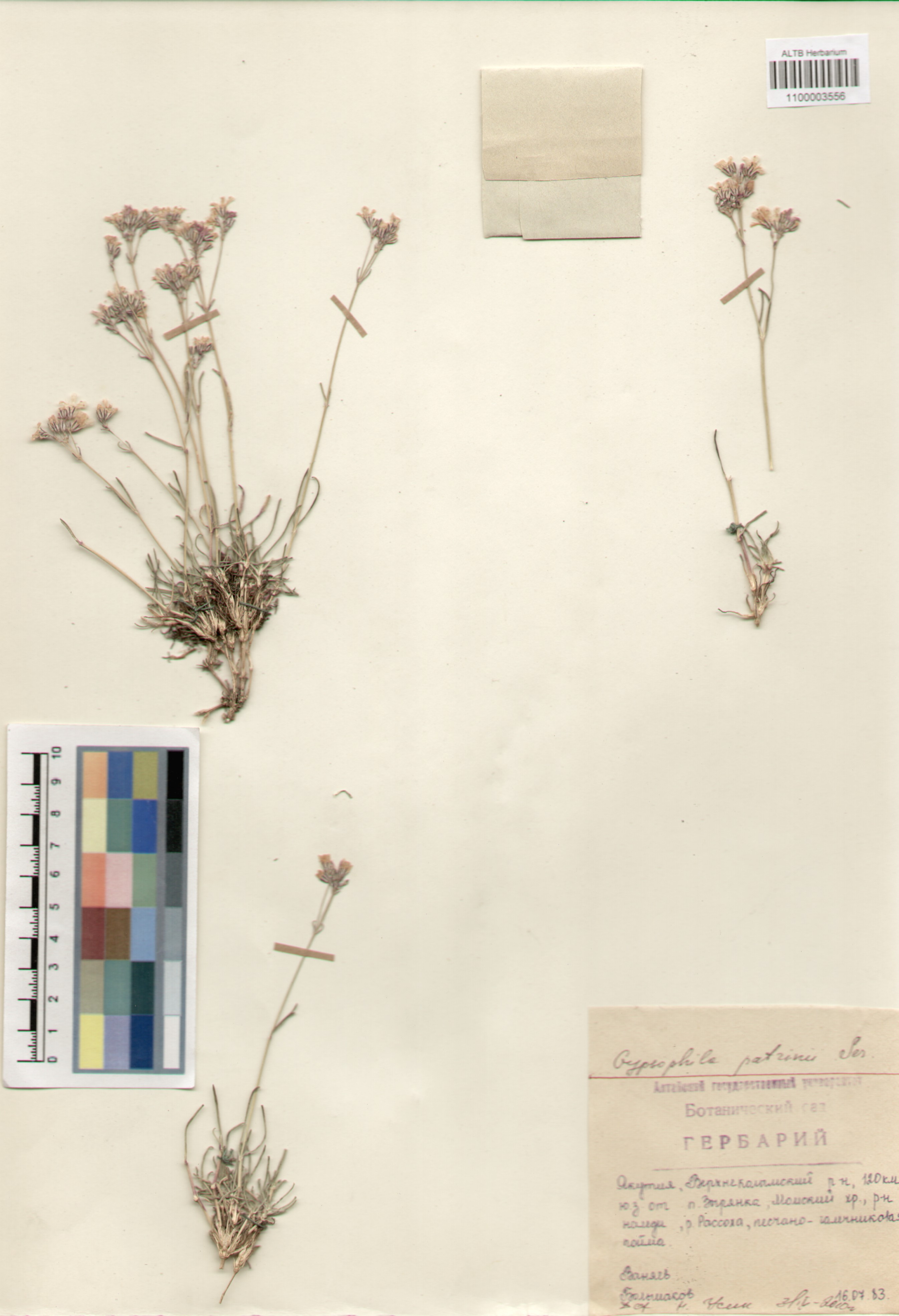 Caryophyllaceae,Gypsophila patrini Ser.