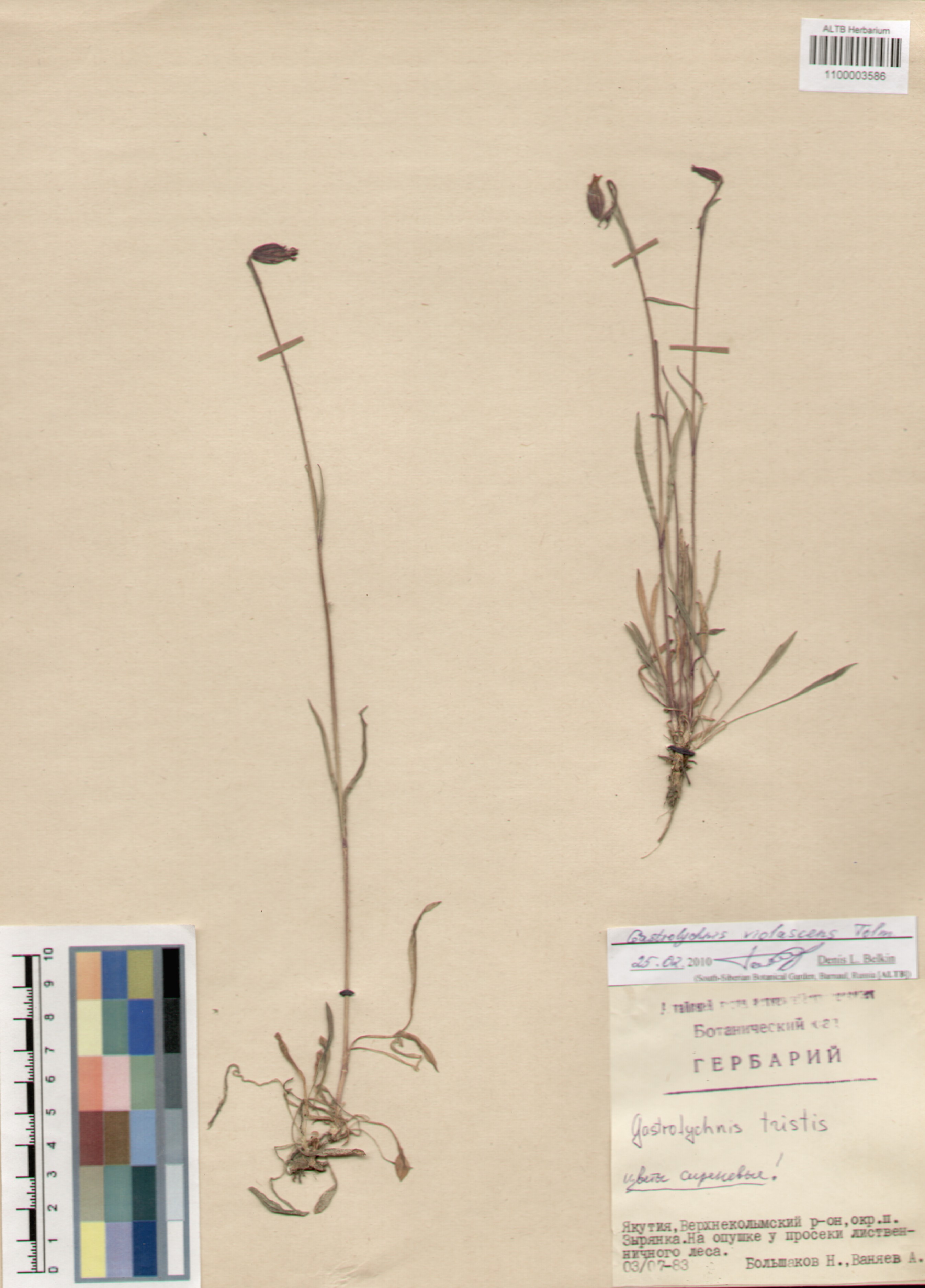 Caryophyllaceae,Gastrolychnis violascens Tolm.