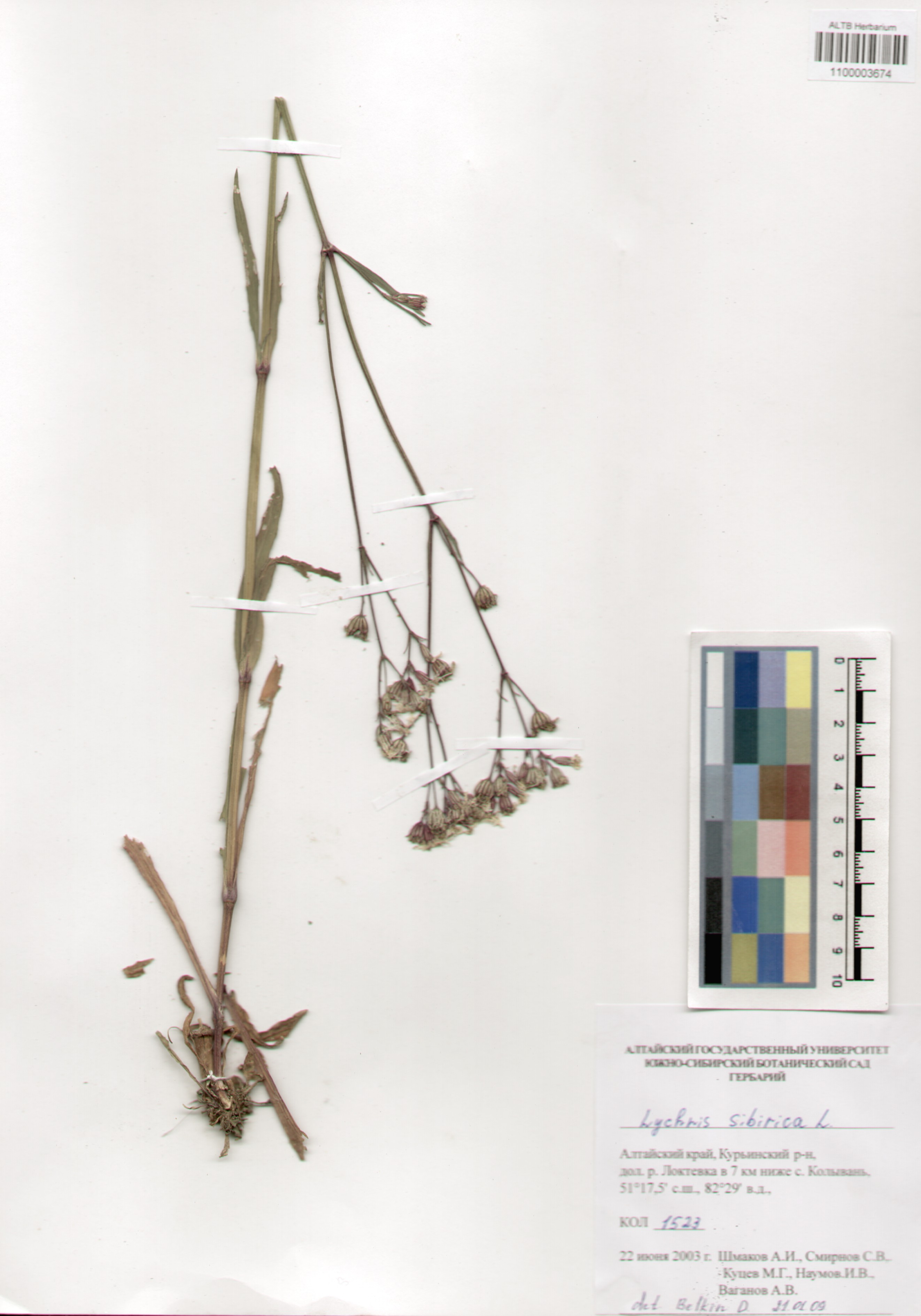 Caryophyllaceae,Lychnis sibirica L.