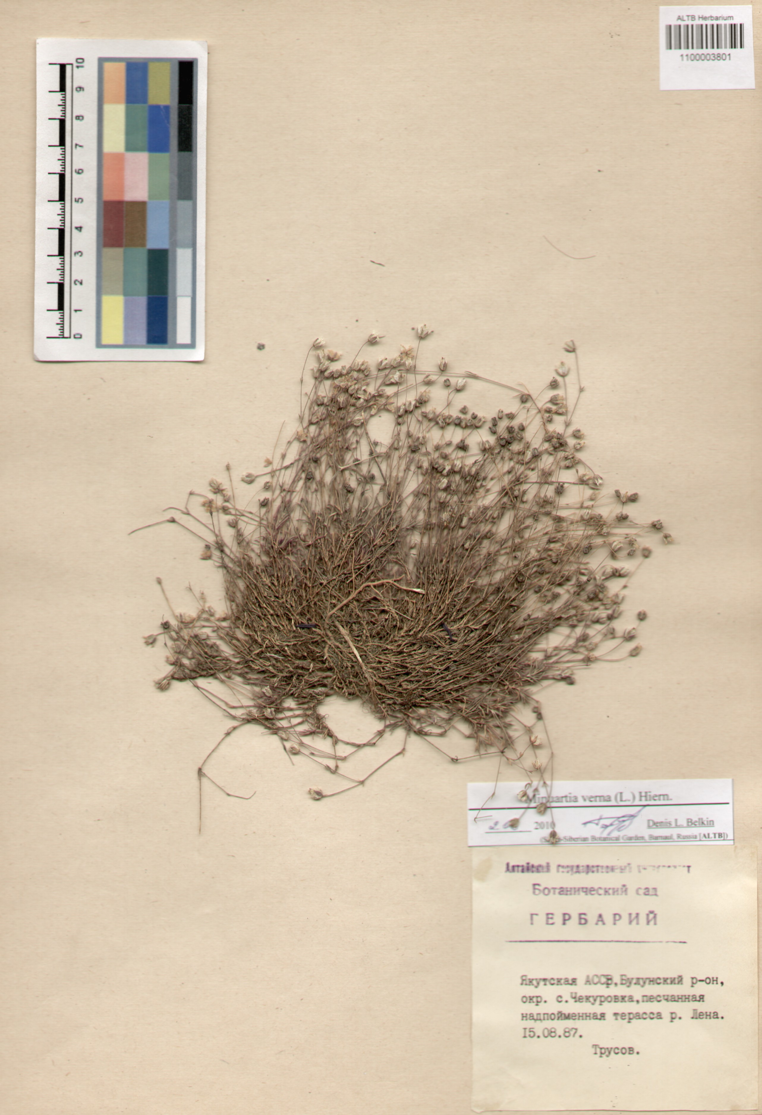 Caryophyllaceae,Minuartia verna (L.) Hiern.