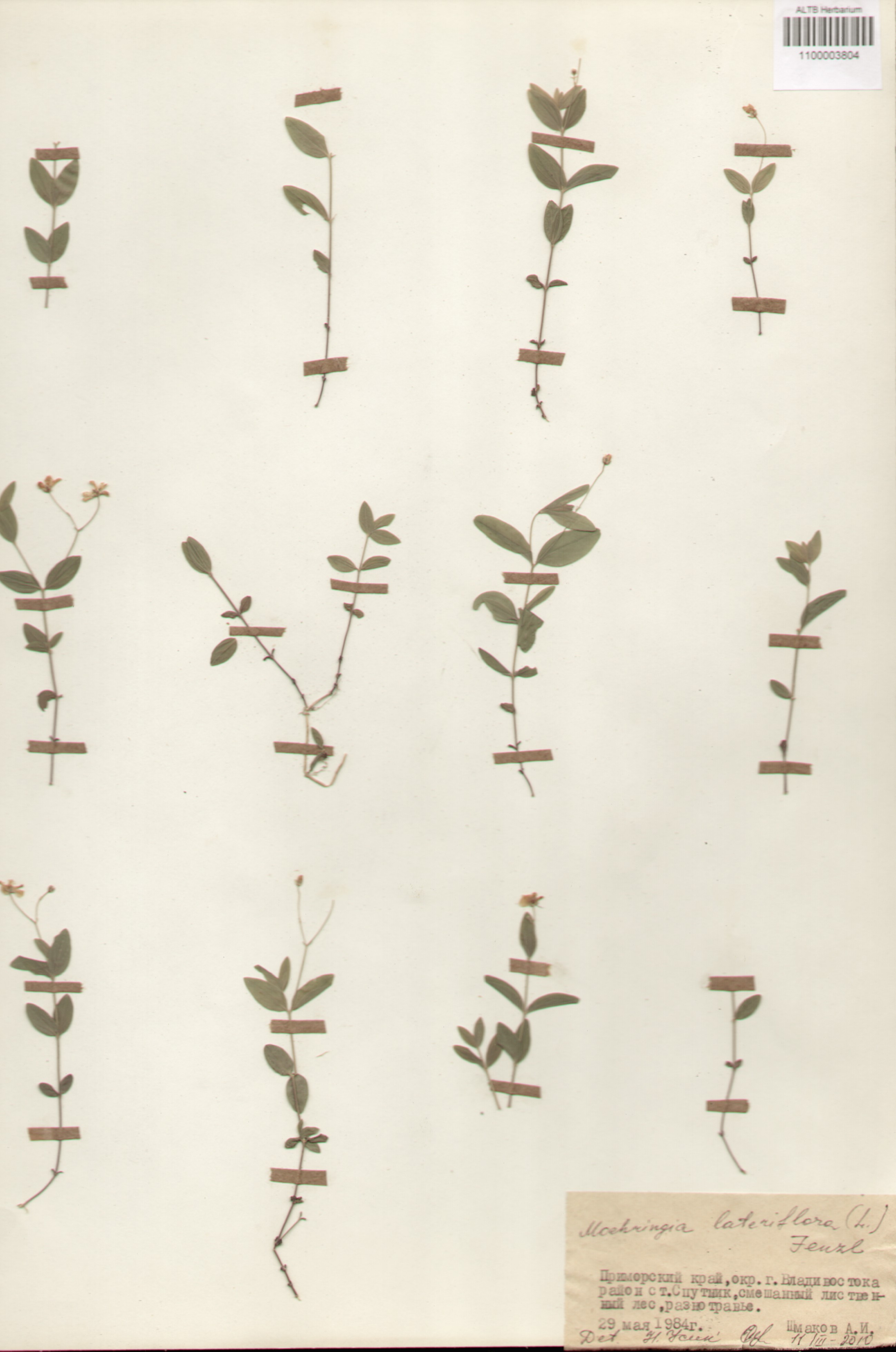 Caryophyllaceae,Moehringia lateriflora (L.) Fenzl. Caryophyllaceae,Moehringia lateriflora (L.) Fenzl.