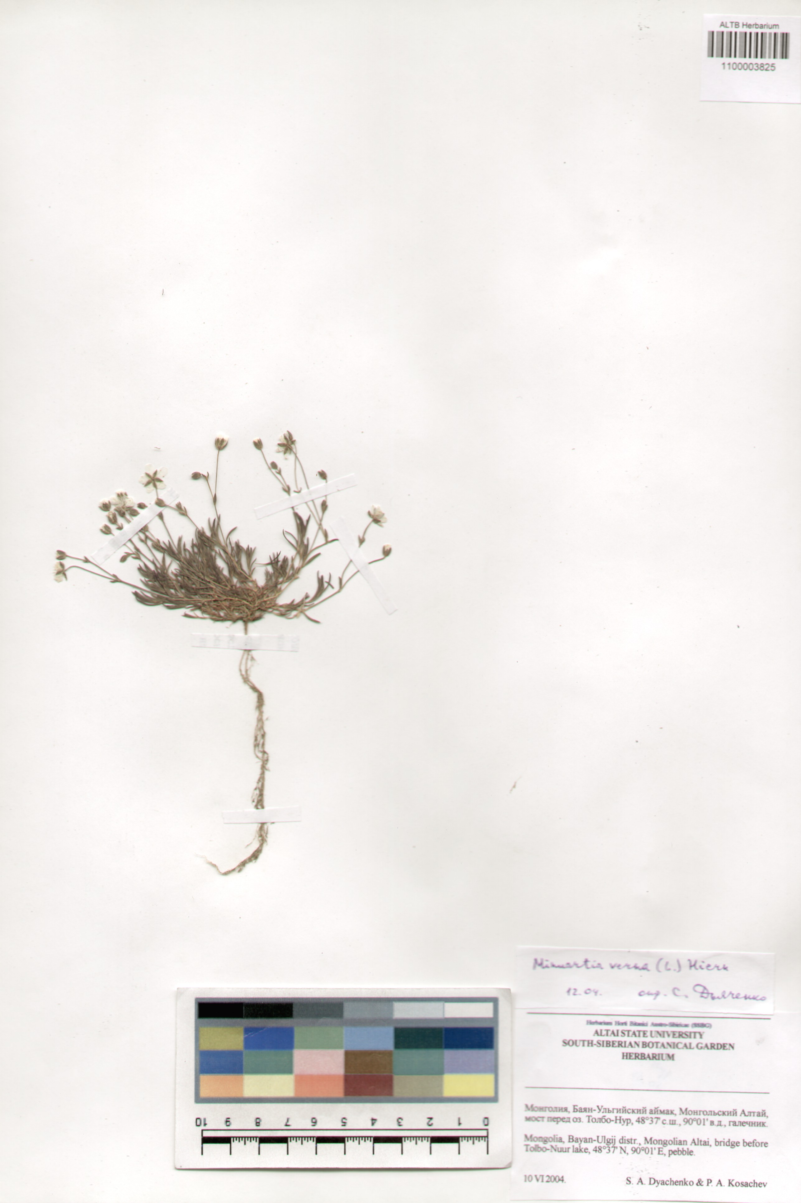 Caryophyllaceae,Minuartia verna (L.) Hiern.