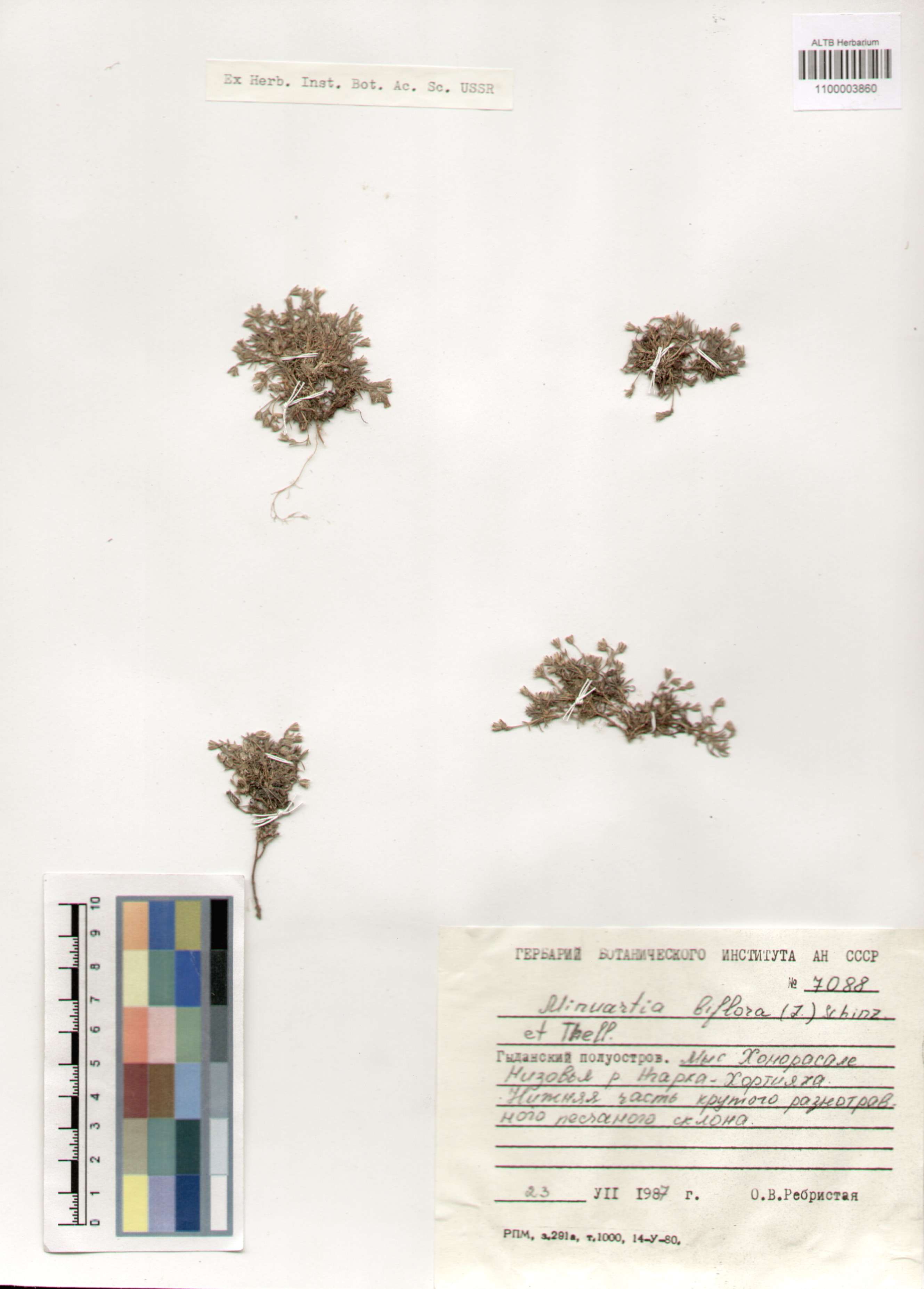Caryophyllaceae,Minuartia biflora (L.) Schinz. et Thell.