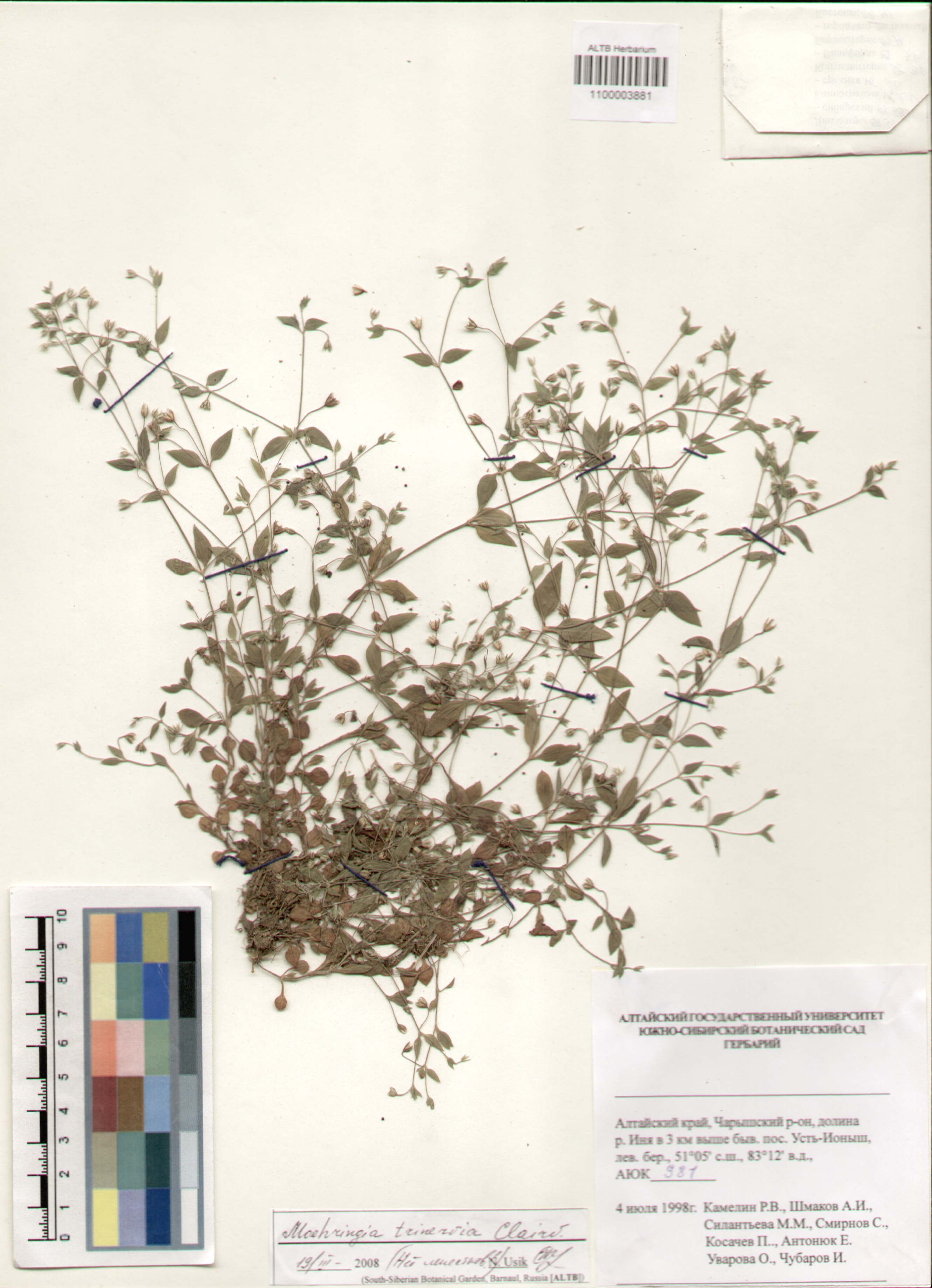 Caryophyllaceae,Moehringia trinerva (L.) Clairv.