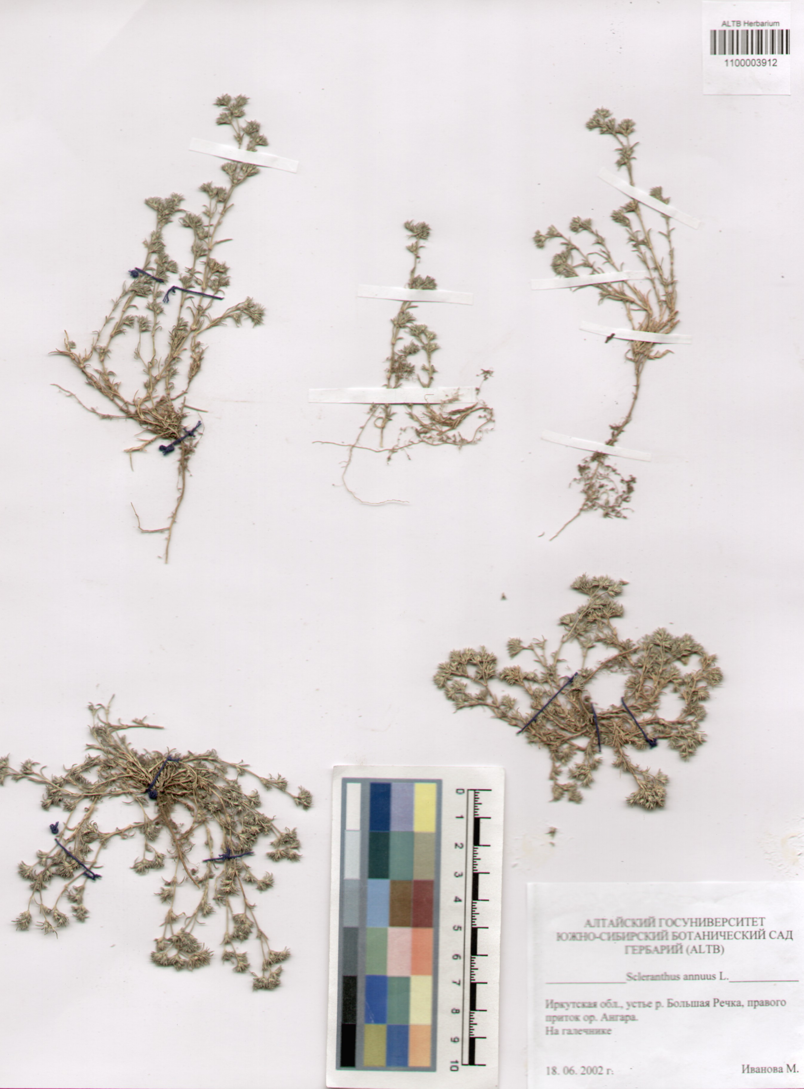 Caryophyllaceae,Scleranthus annuus L.