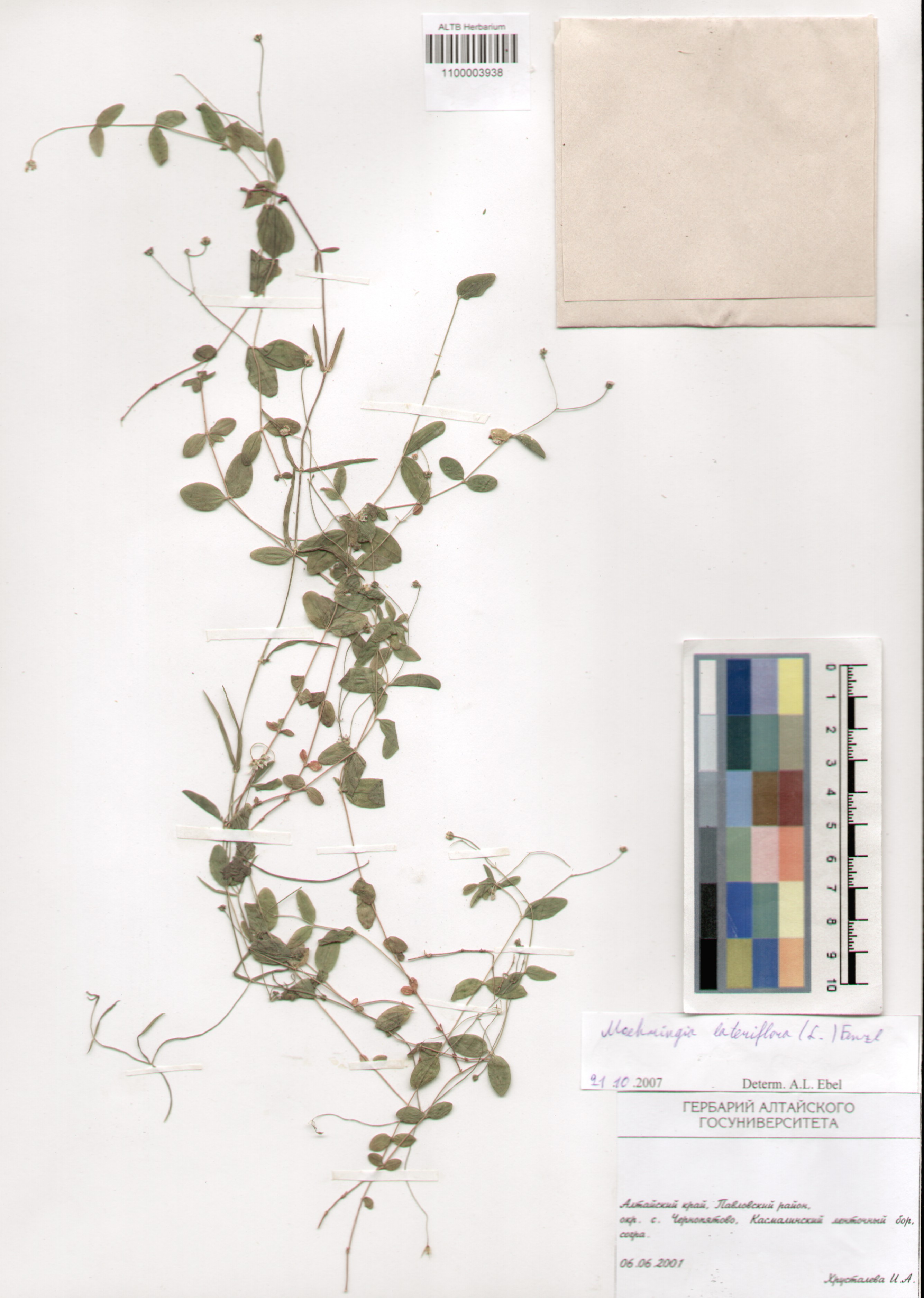 Caryophyllaceae,Moehringia lateriflora (L.) Fenzl.