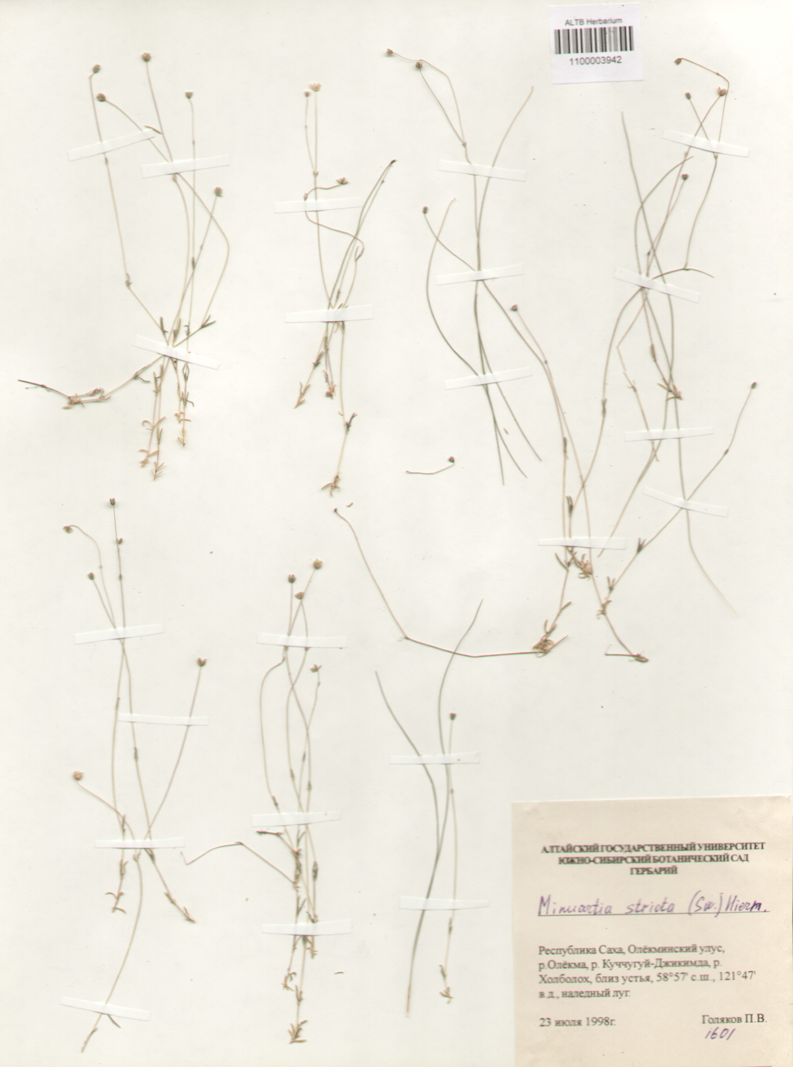 Caryophyllaceae,Minuartia stricta (Sw.) Hiern.