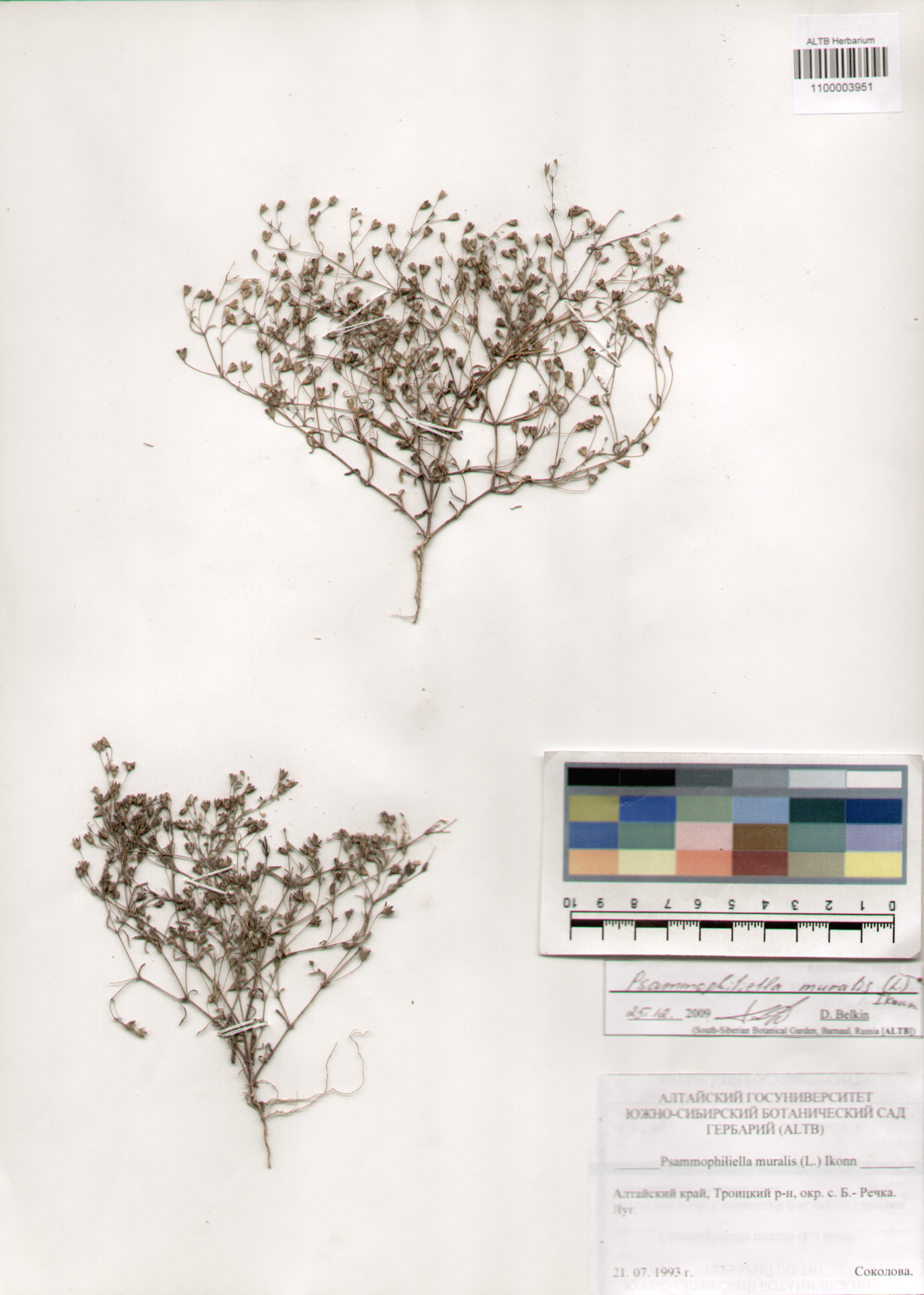 Caryophyllaceae,Psammophiliella muralis (L.) Ikonn