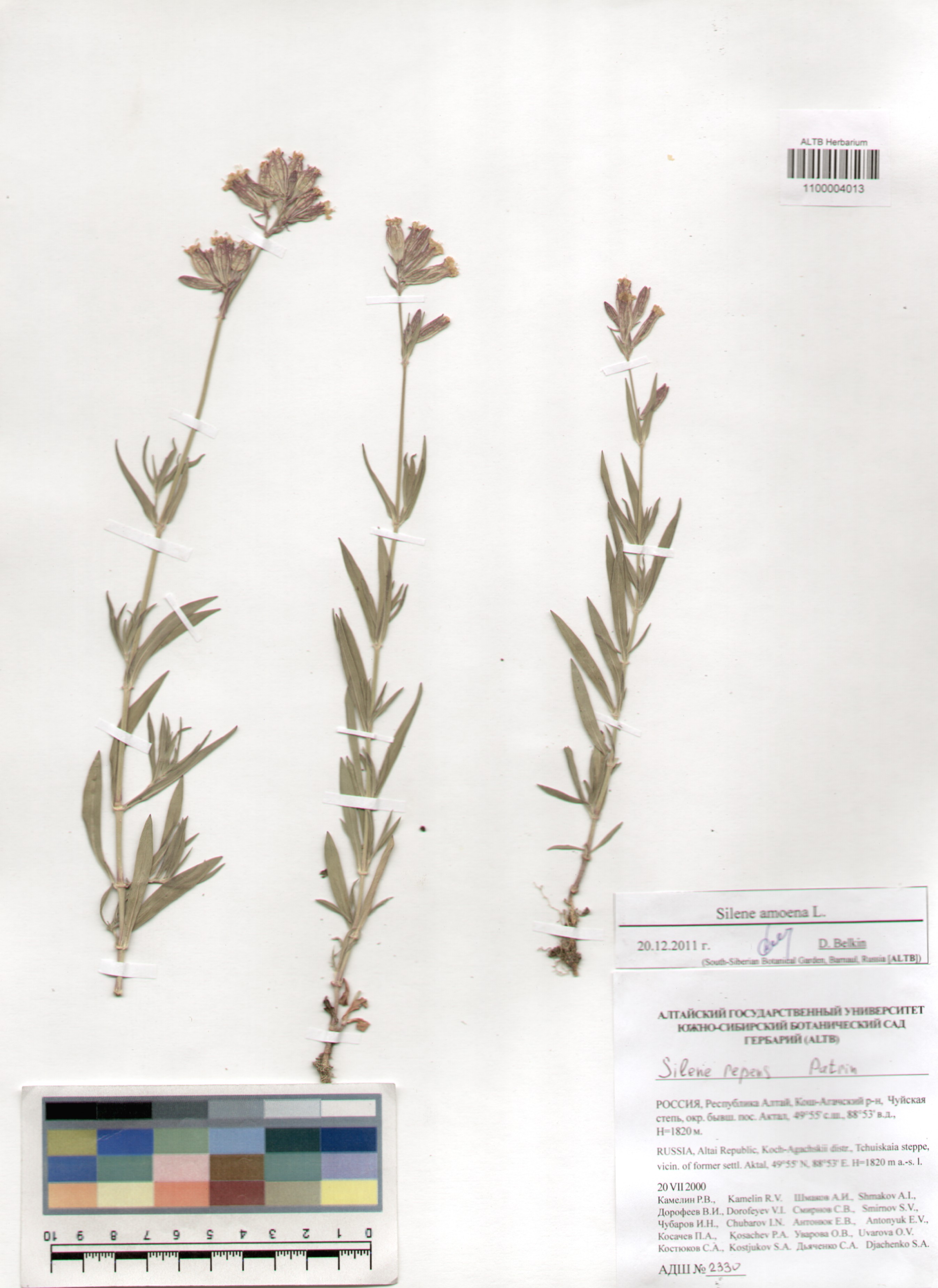 Caryophyllaceae,Silene amoena L.