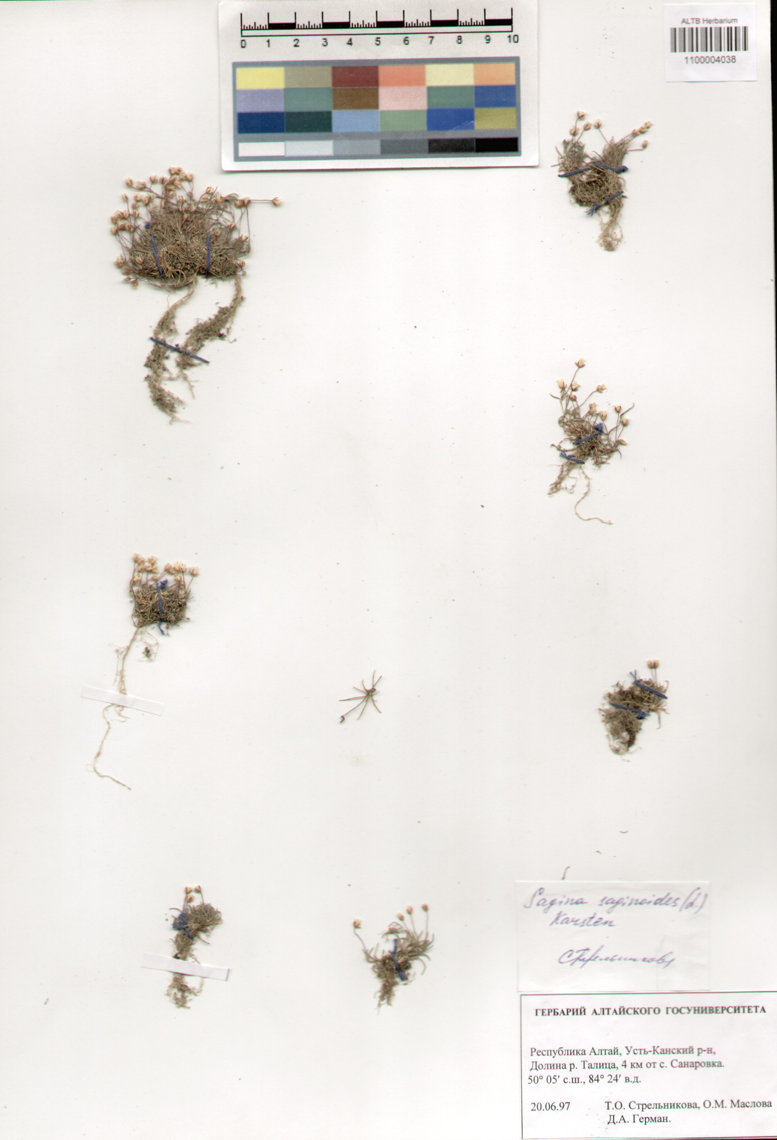 Caryophyllaceae,Sagina saginoides (L.) Karst