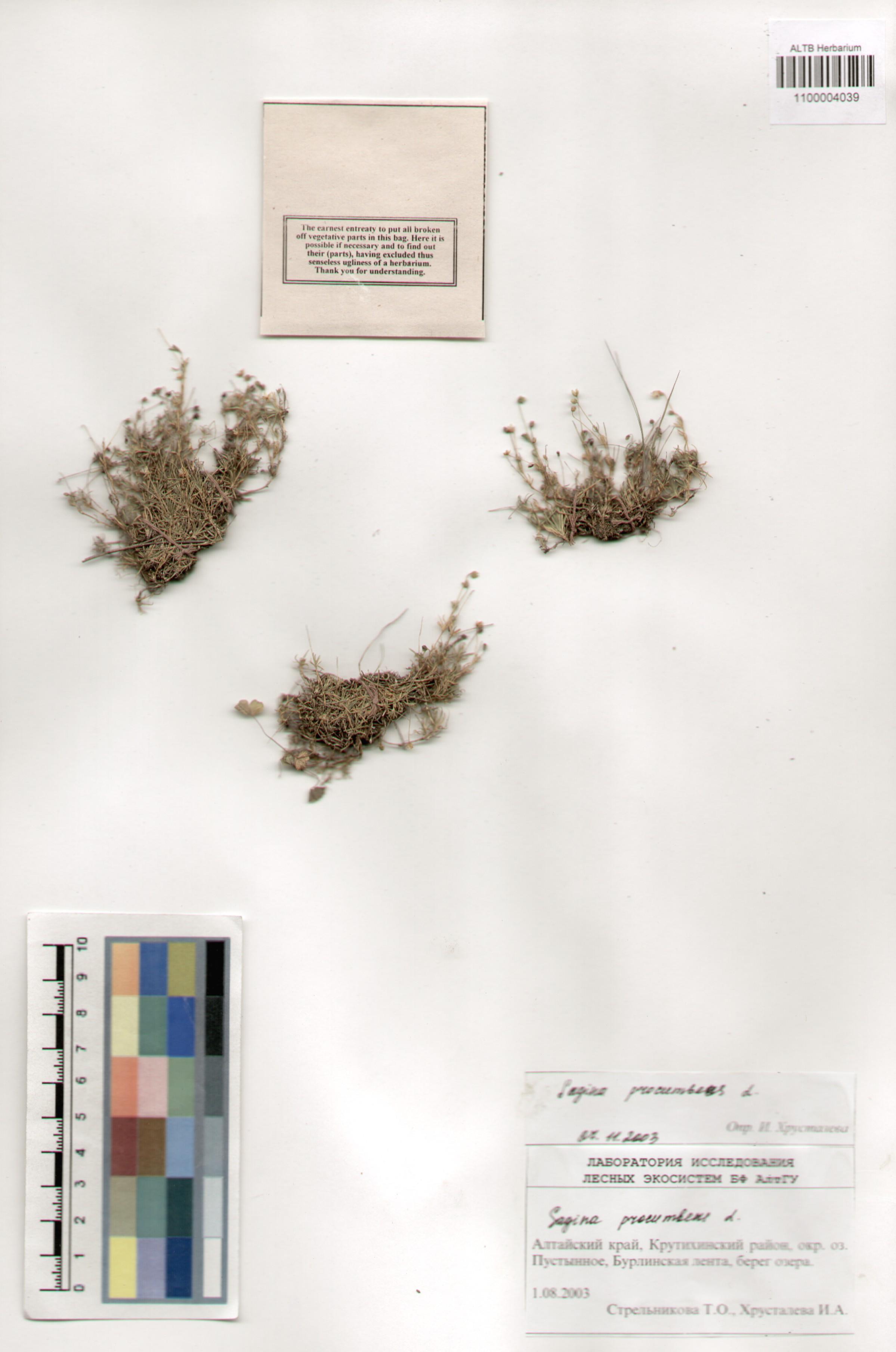 Caryophyllaceae,Sagina procumbens L.