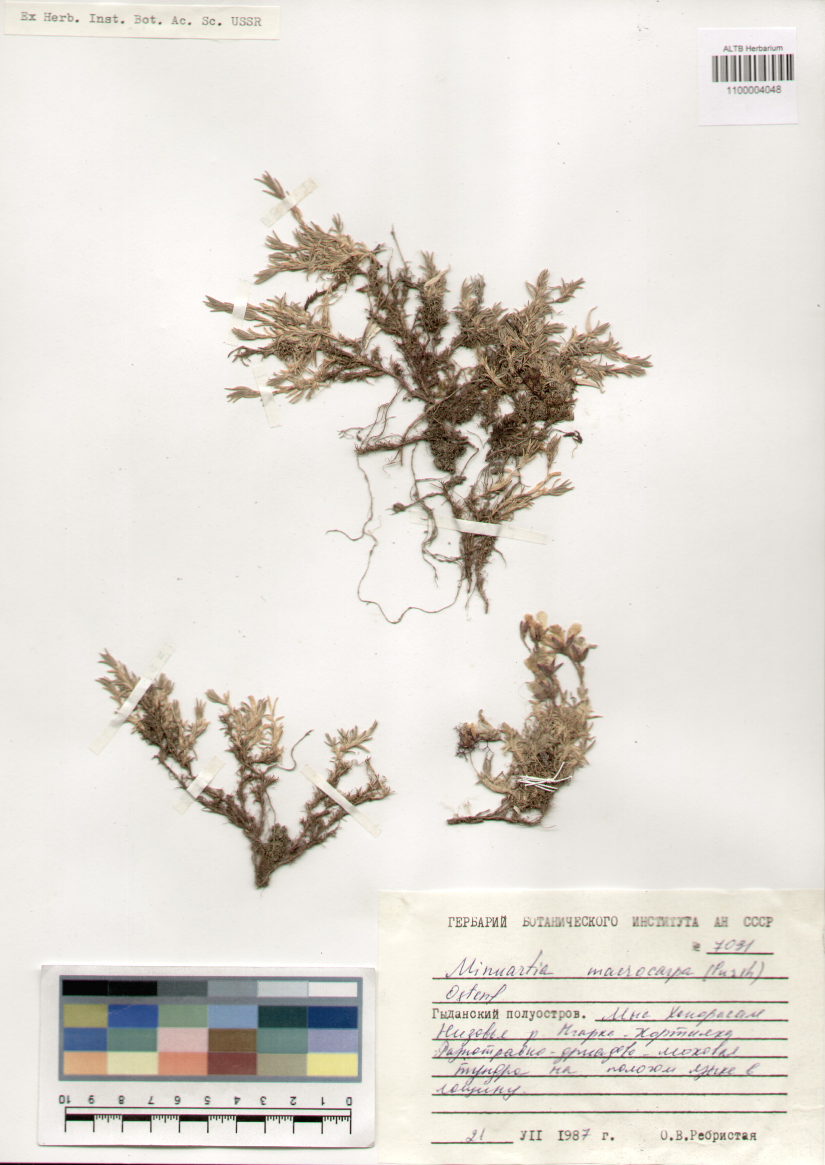 Caryophyllaceae,Minuartia macrocarpa (Pursh) Ostenf.