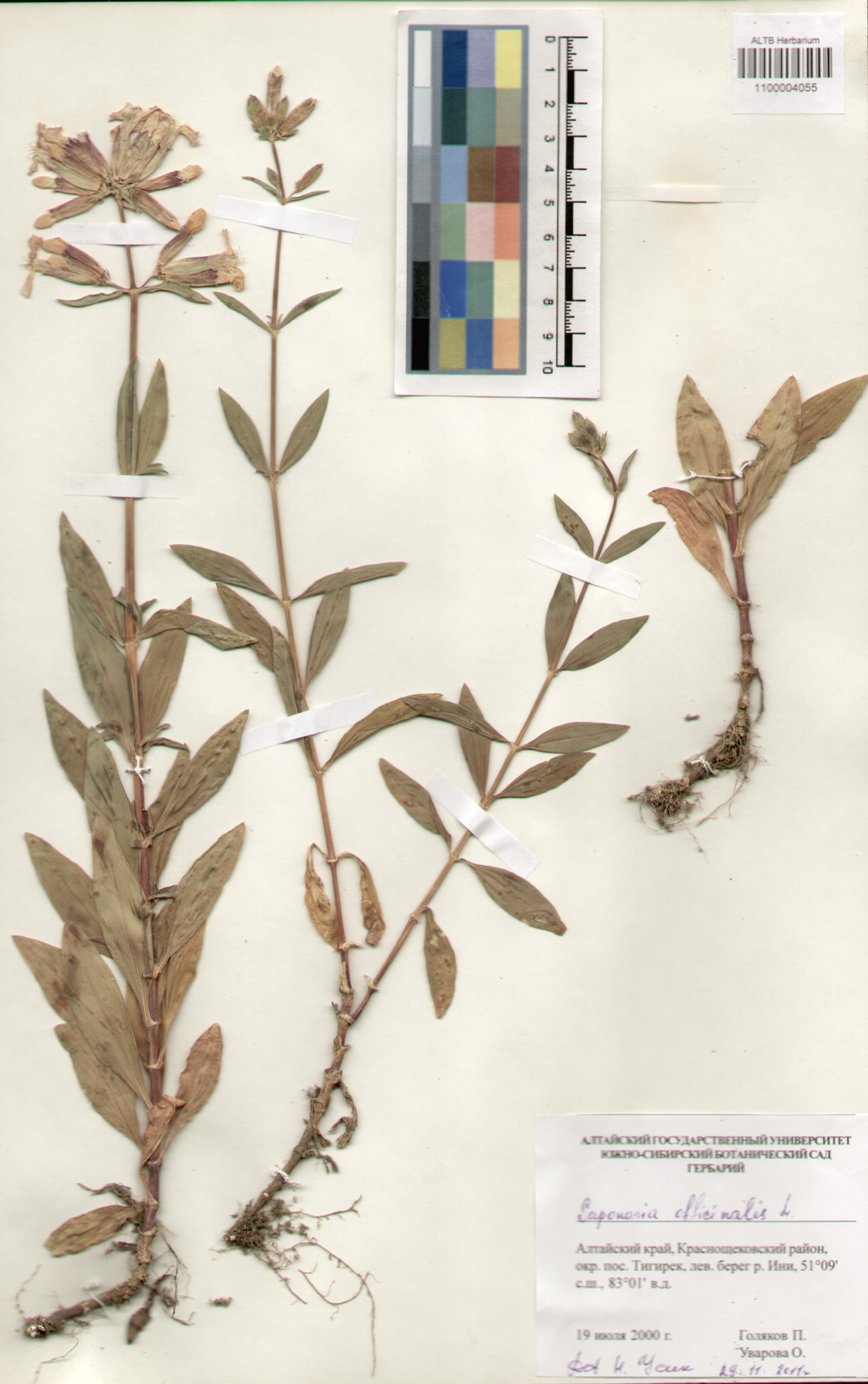 Caryophyllaceae,Saponaria officinalis L.