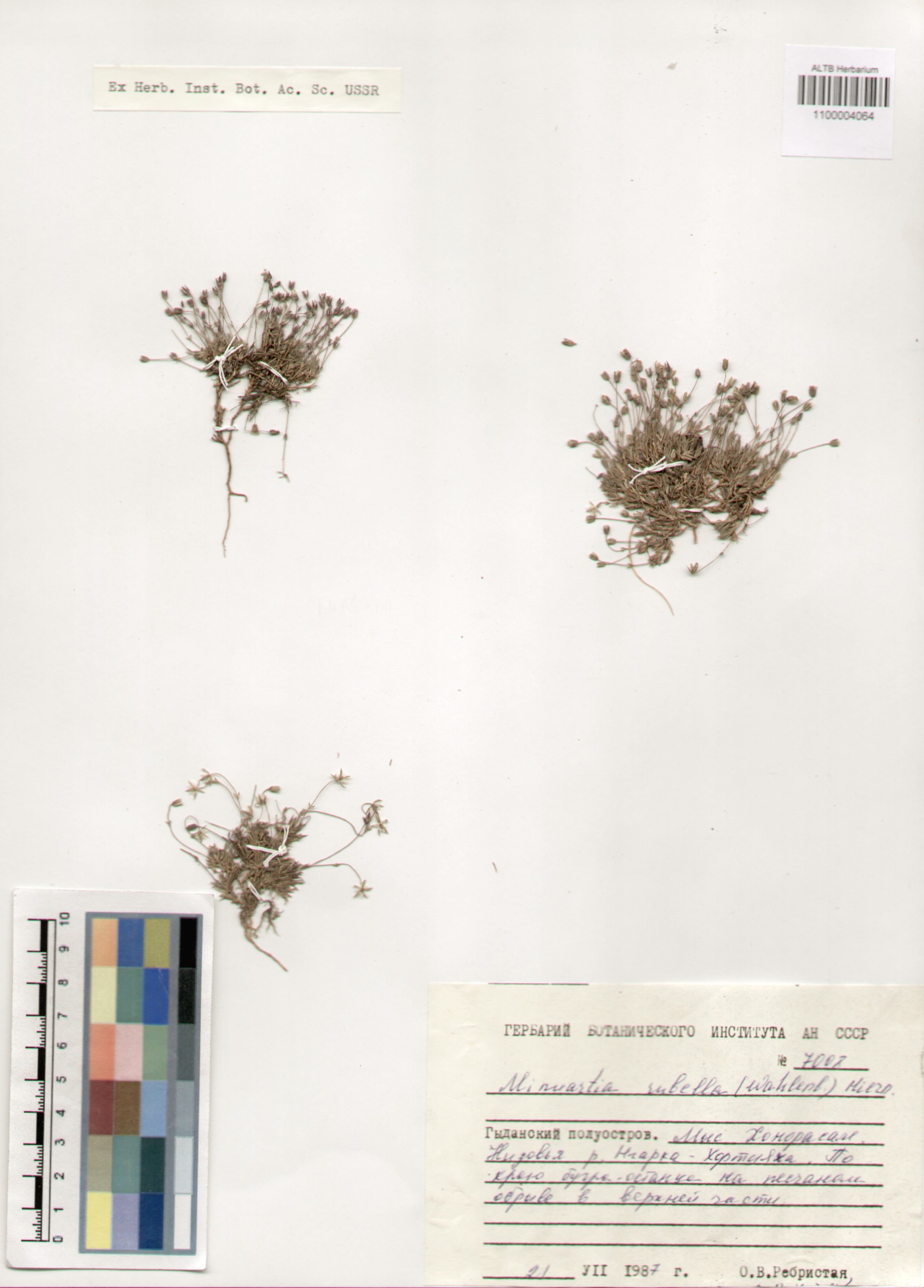 Caryophyllaceae,Minuartia rubella (Wahlend.) Hiern.