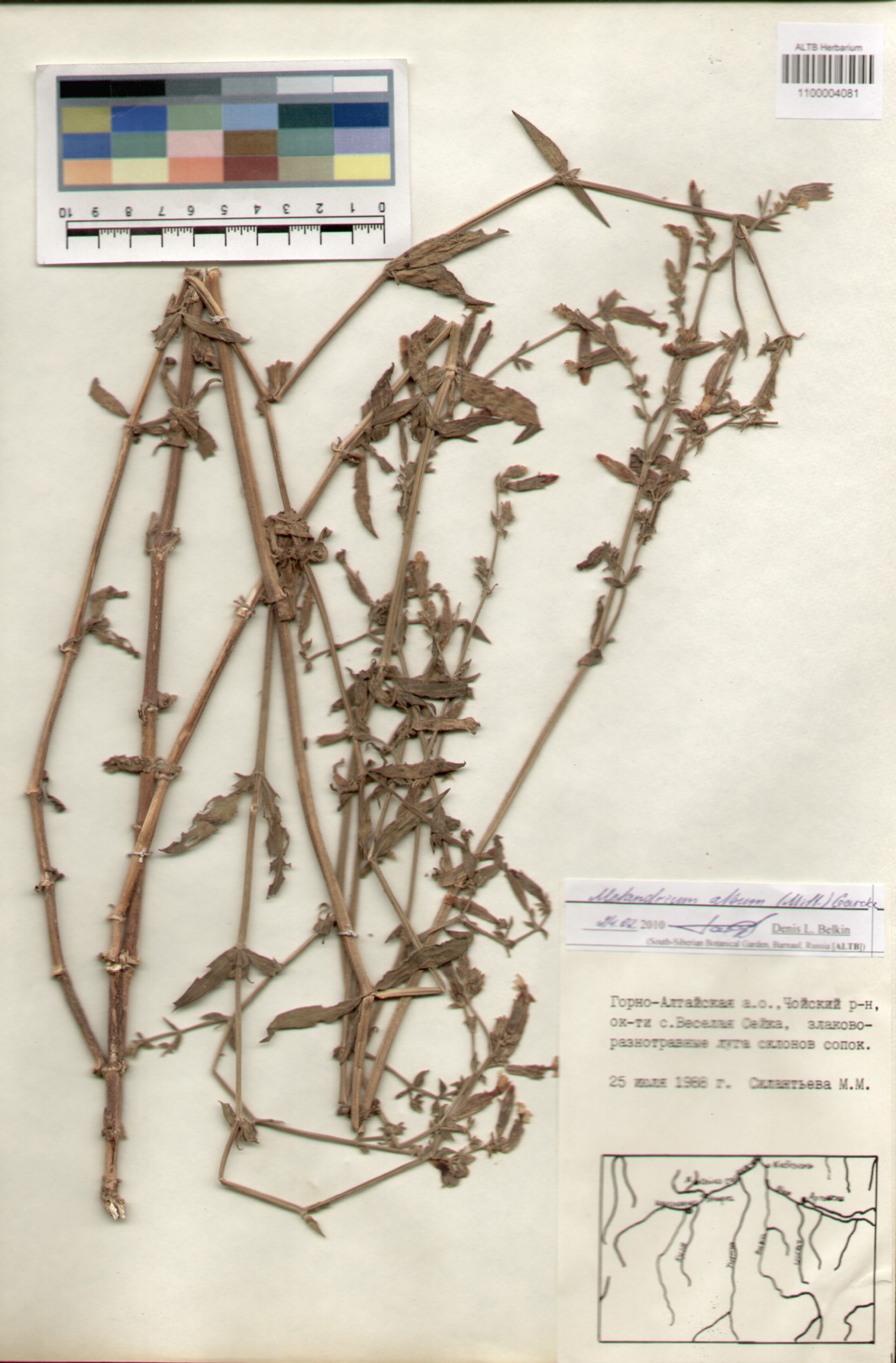 Caryophyllaceae,Melandrium album (Mill.) Garcke.