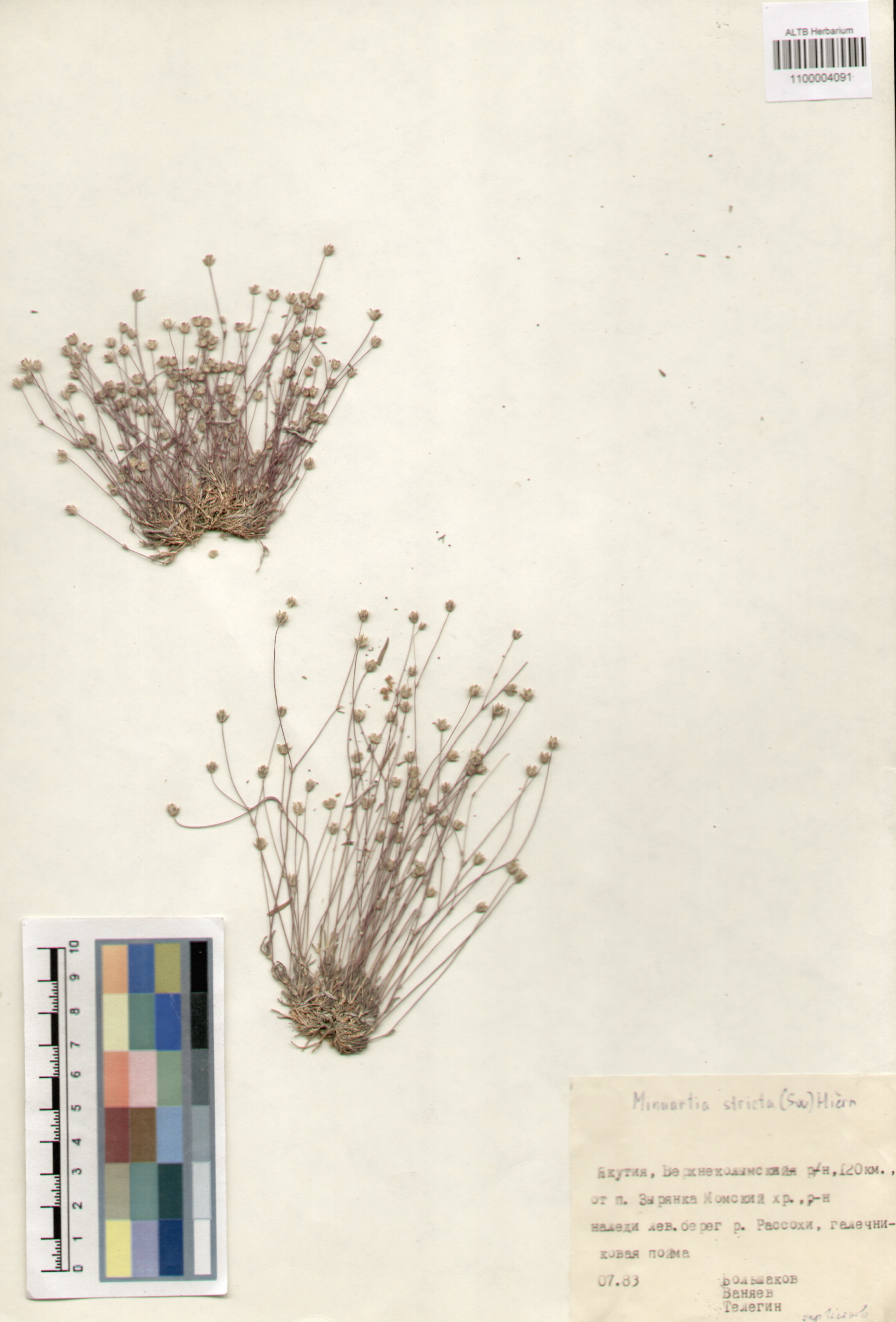 Caryophyllaceae,Minuartia stricta (Sw.) Hiern.