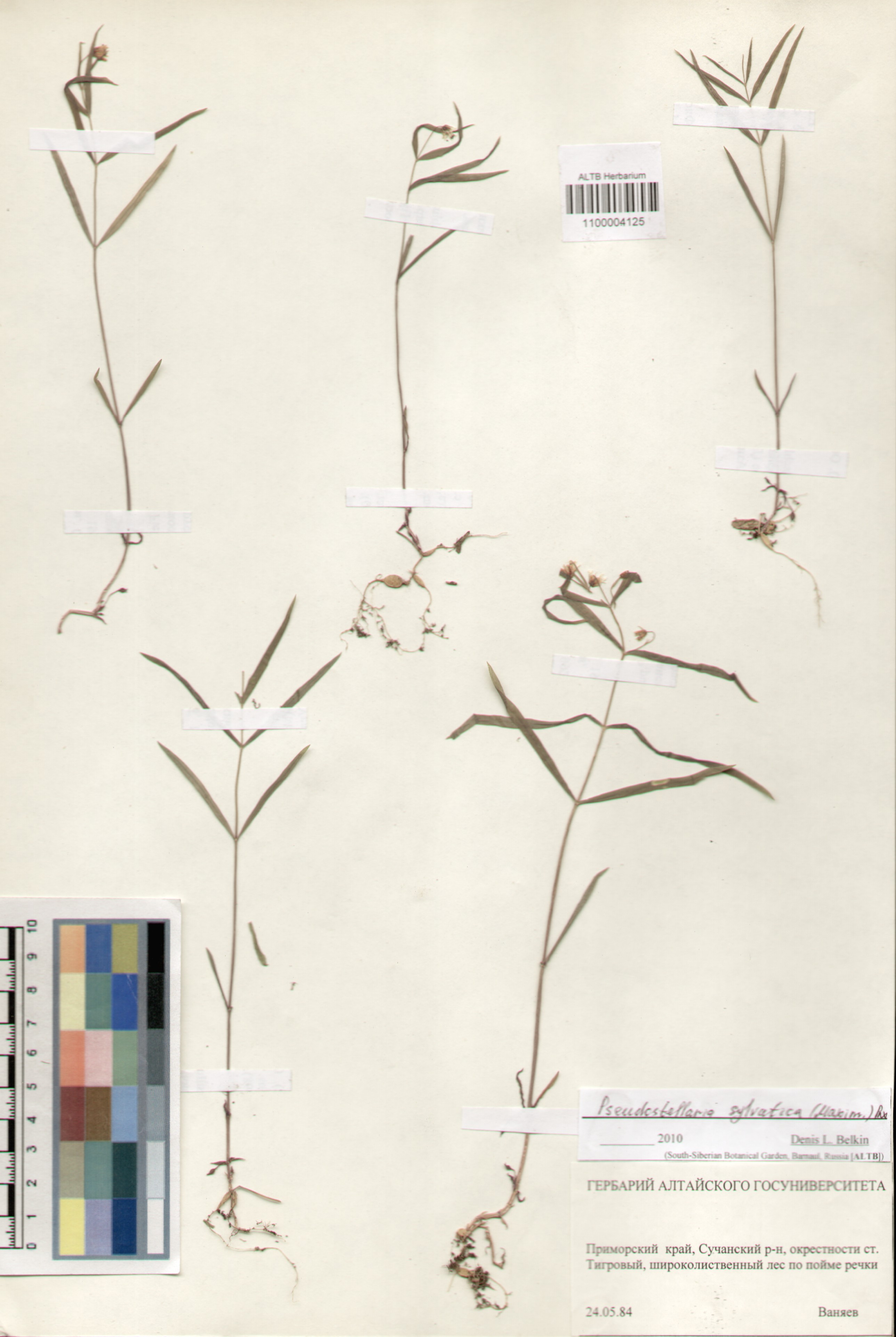 Caryophyllaceae,Pseudostellaria sylvatica (Maxim.) Pax.