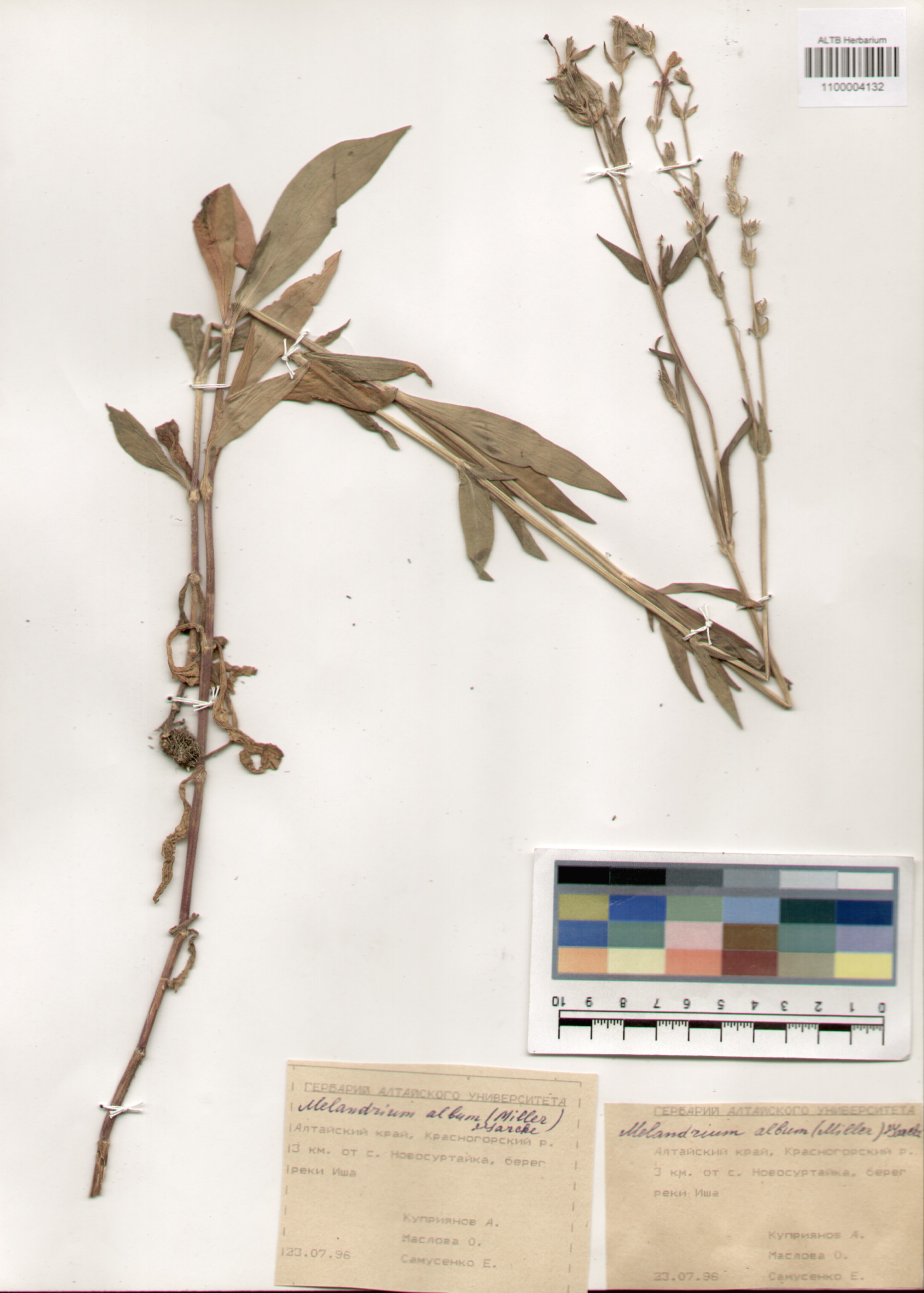 Caryophyllaceae,Melandrium album (Mill.) Garcke.