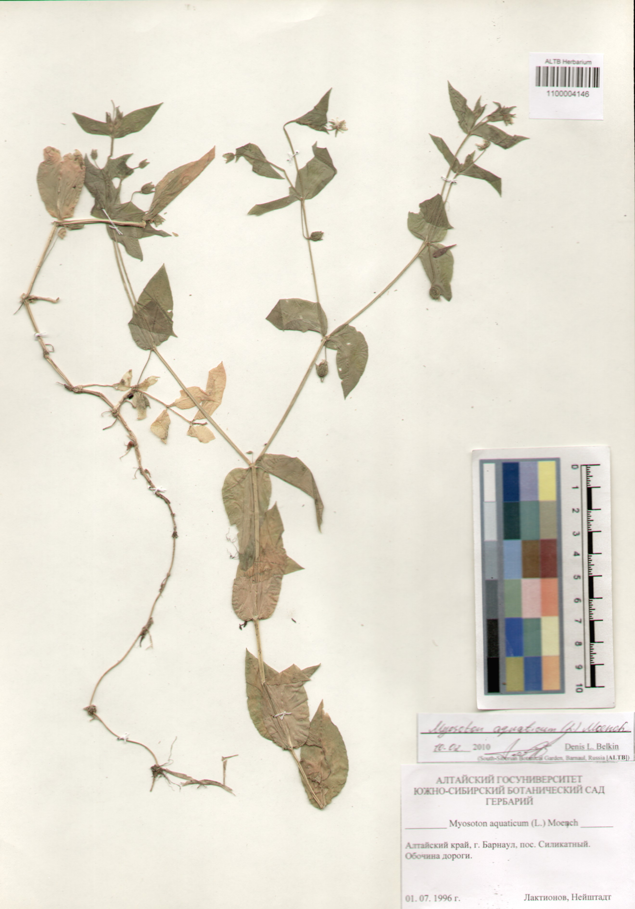 Caryophyllaceae,Myosoton aquaticum (L.) Moench