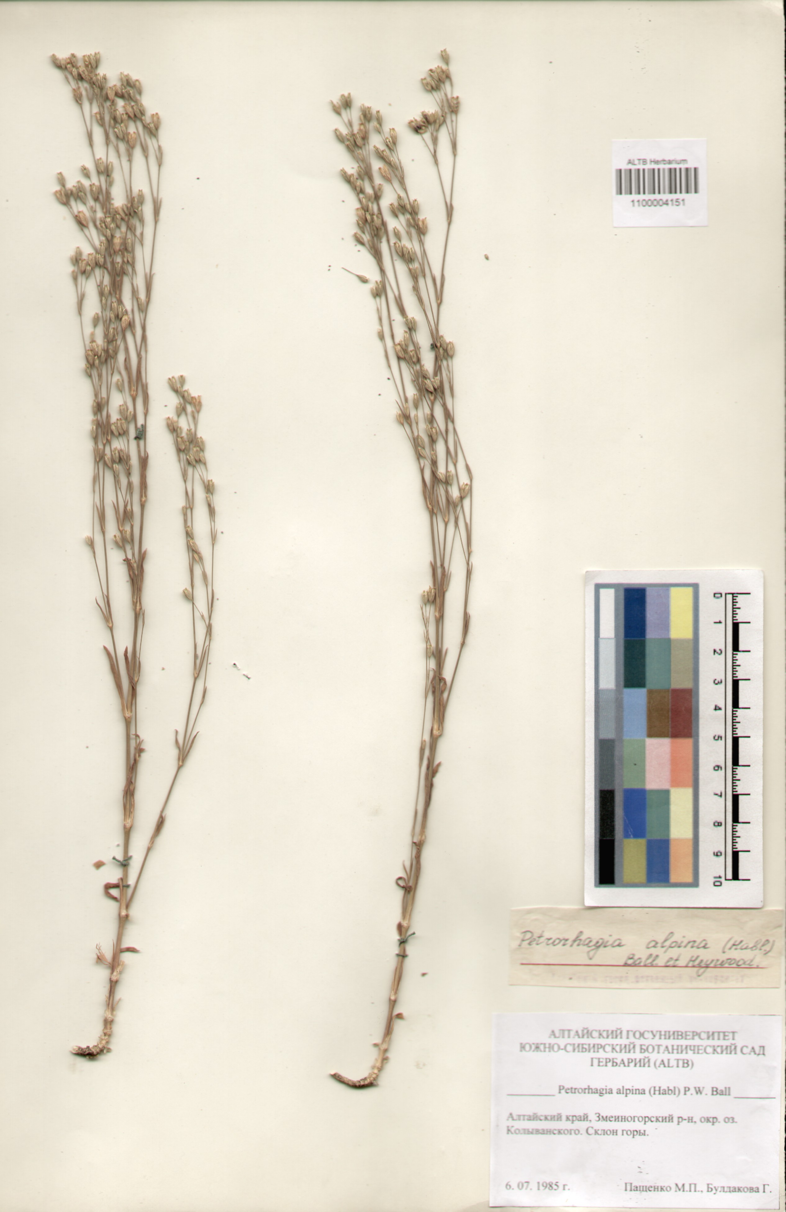 Caryophyllaceae,Petrorhagia alpina (Habl) P.W. Ball