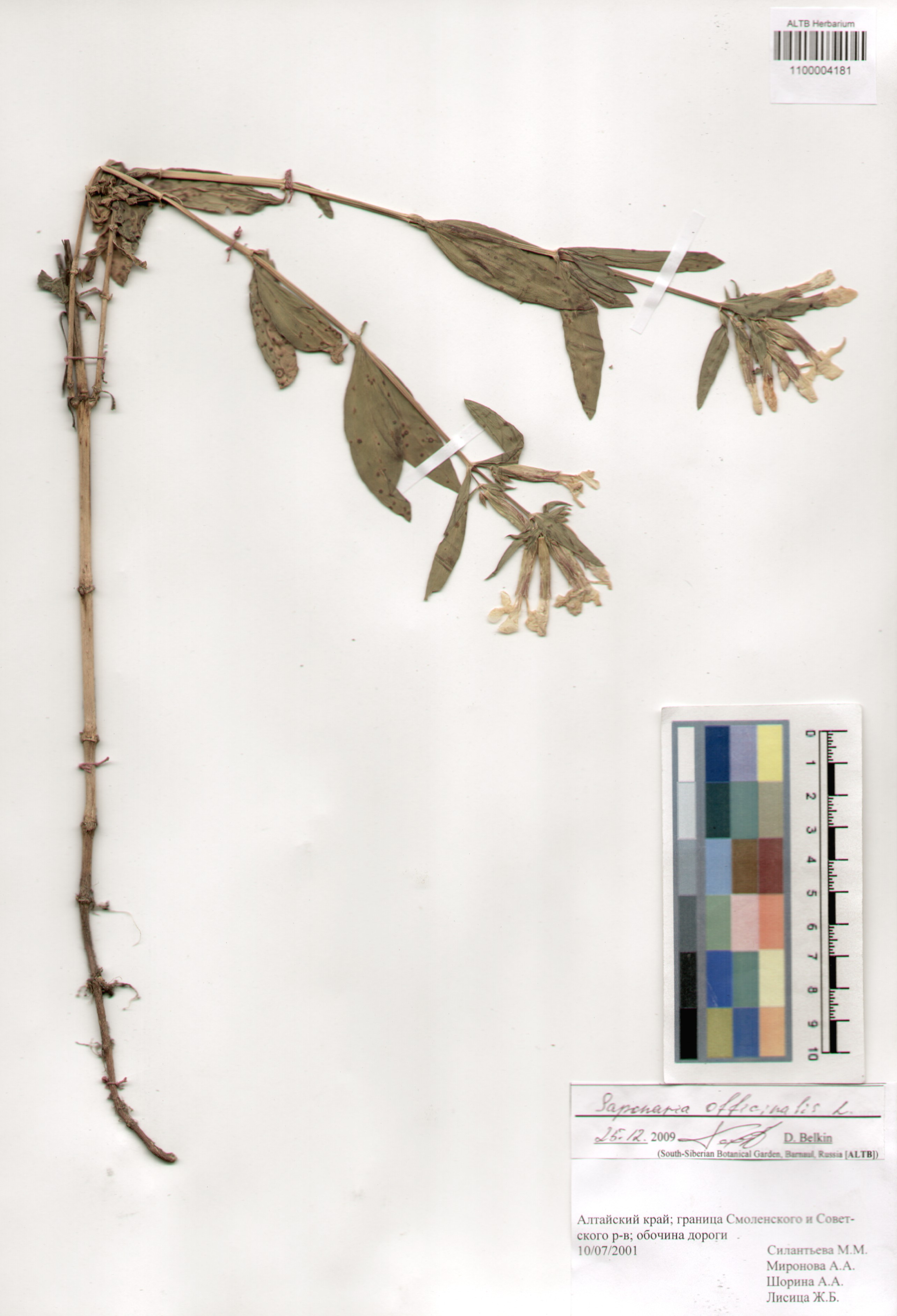 Caryophyllaceae,Saponaria officinalis L.
