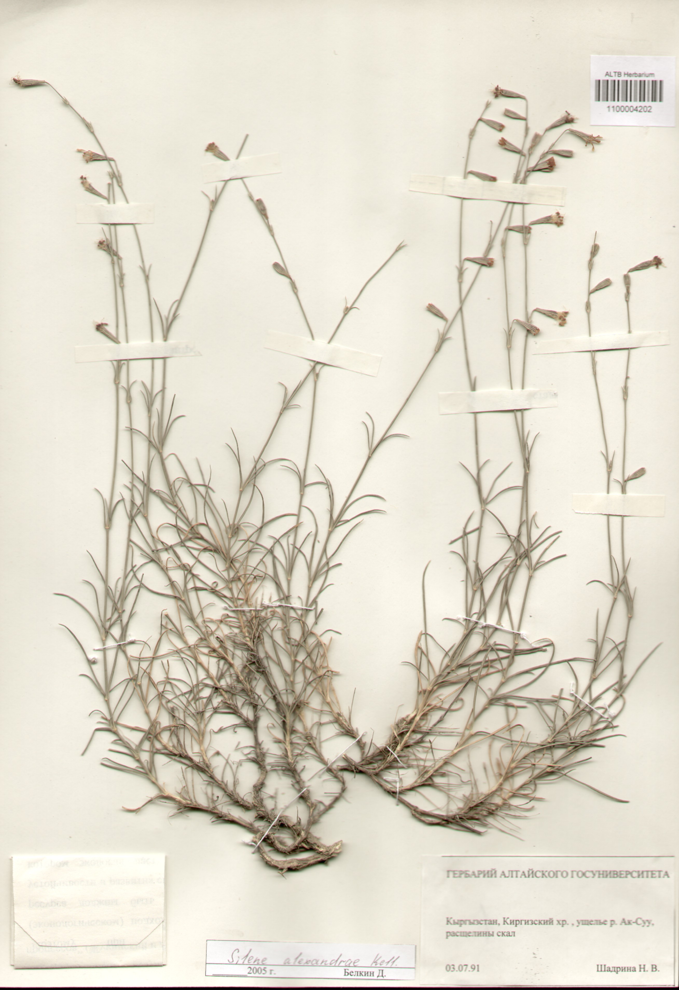 Caryophyllaceae,Silene alexandrae Kell.