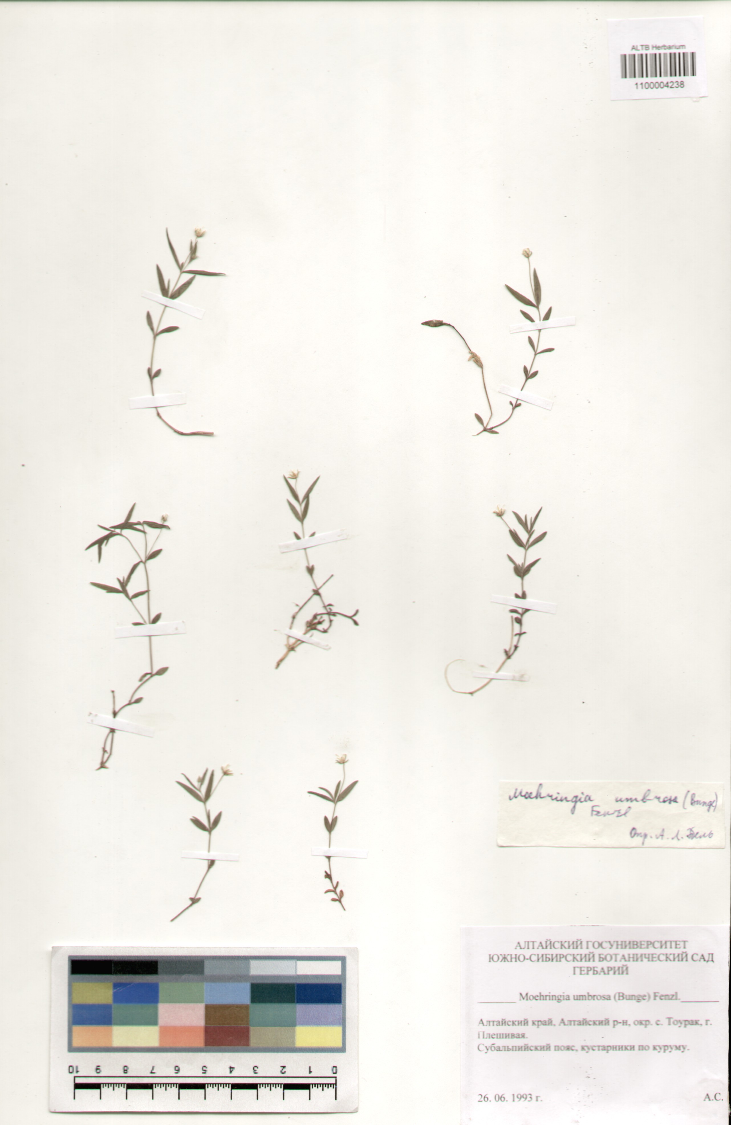 Caryophyllaceae,Moehringia umbrosa (Bunge) Fenzl.