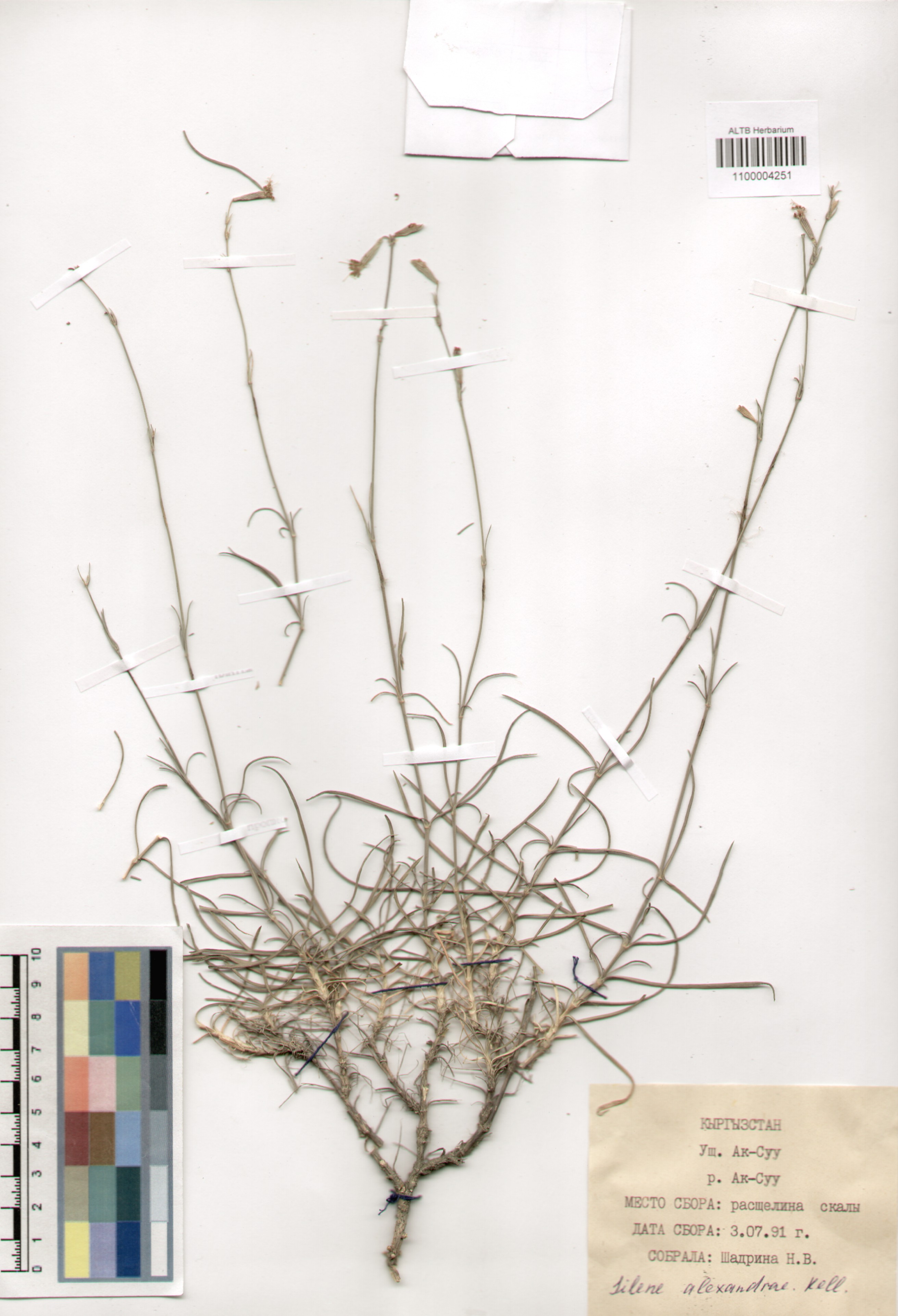 Caryophyllaceae,Silene alexandrae Kell.