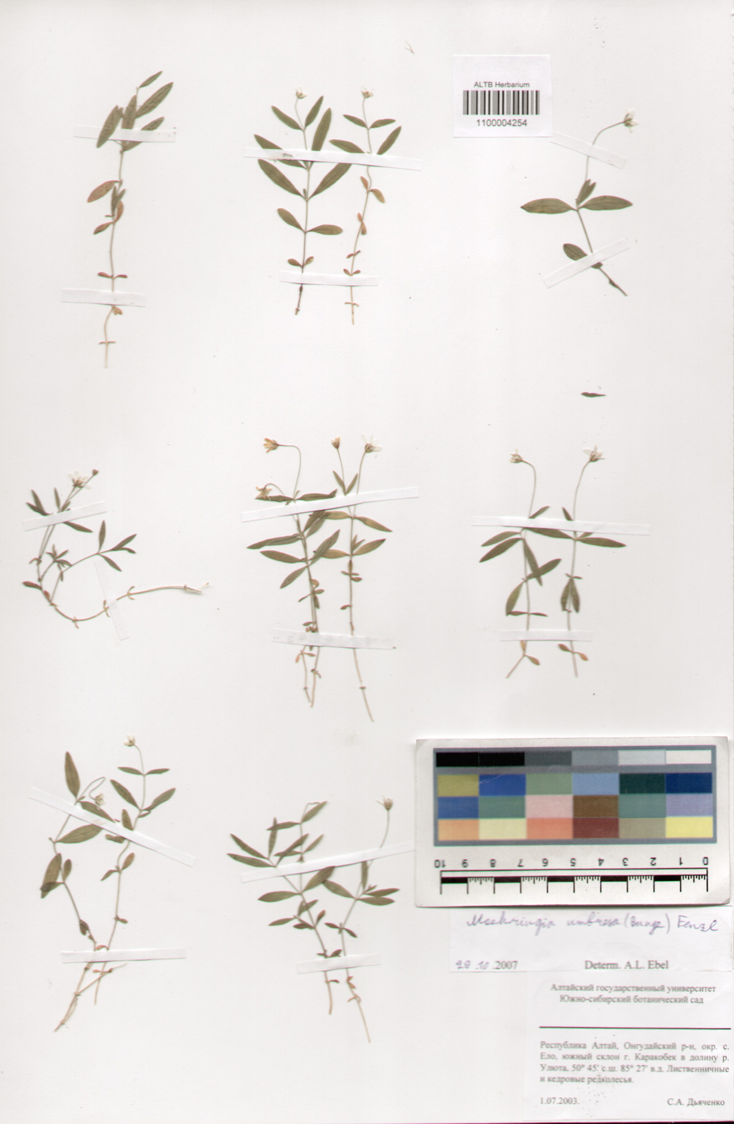 Caryophyllaceae,Moehringia umbrosa (Bunge) Fenzl.