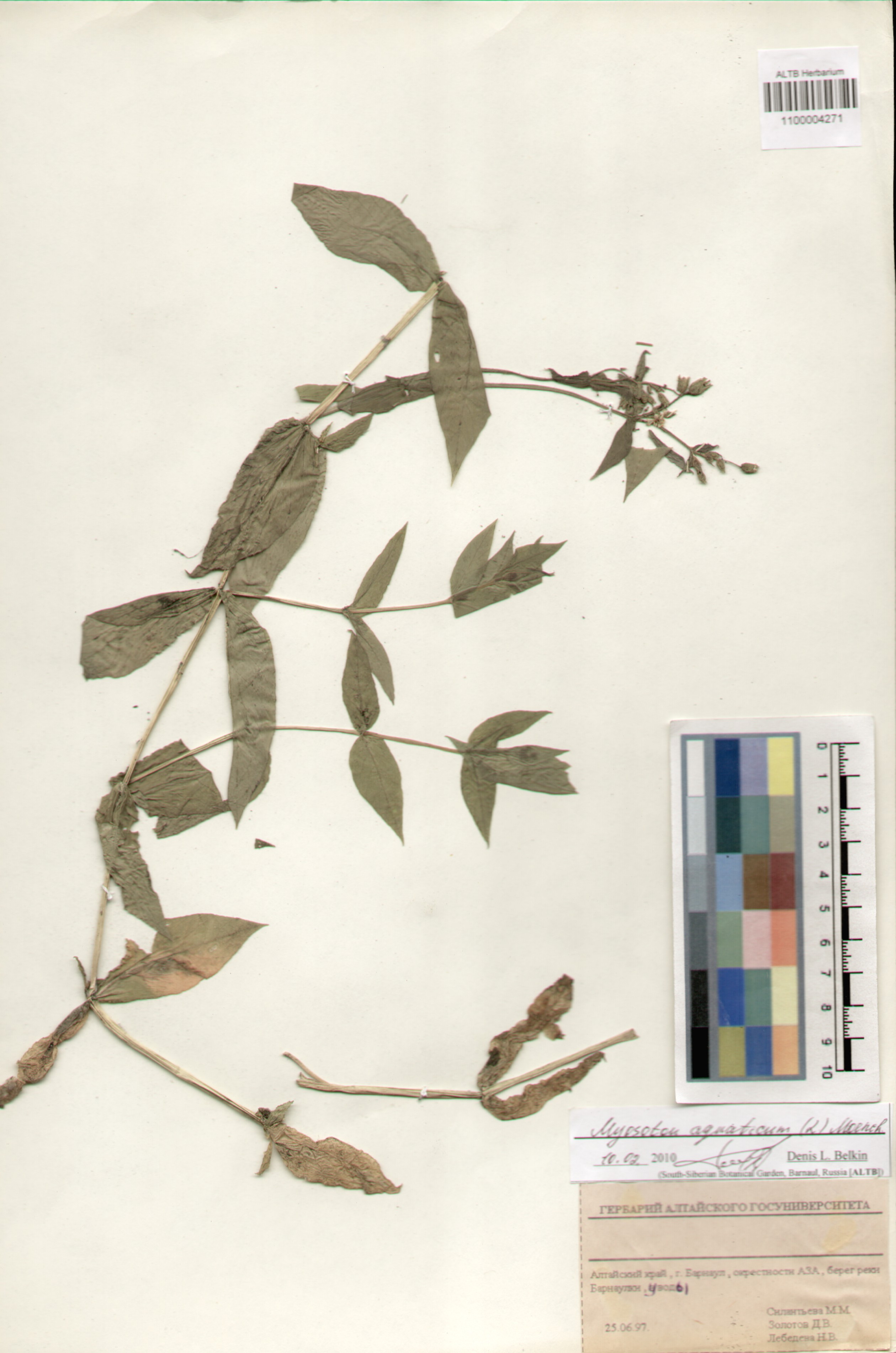 Myosoton aquaticum (L.) Moench