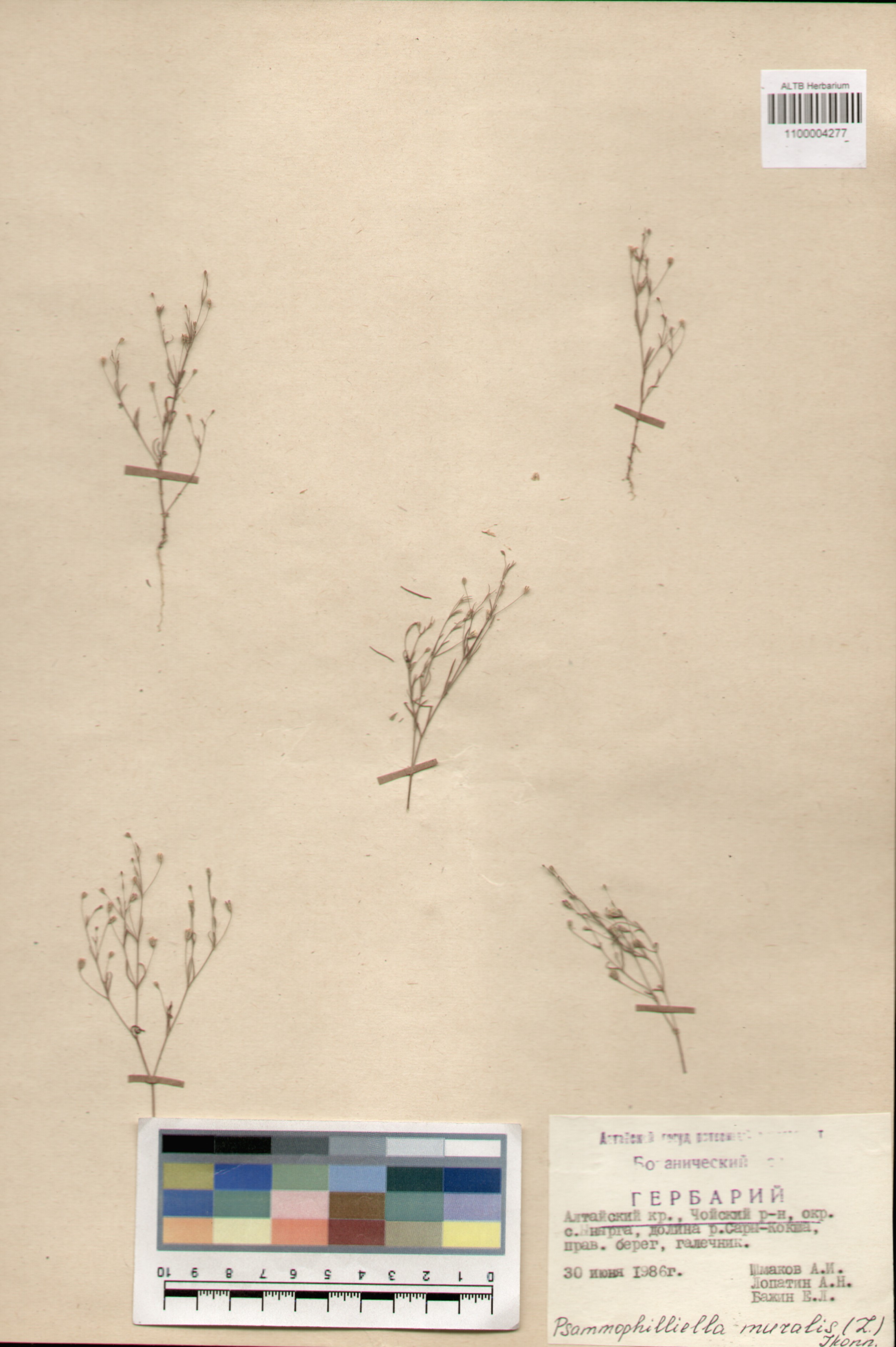 Caryophyllaceae,Psammophiliella muralis (L.) Ikonn