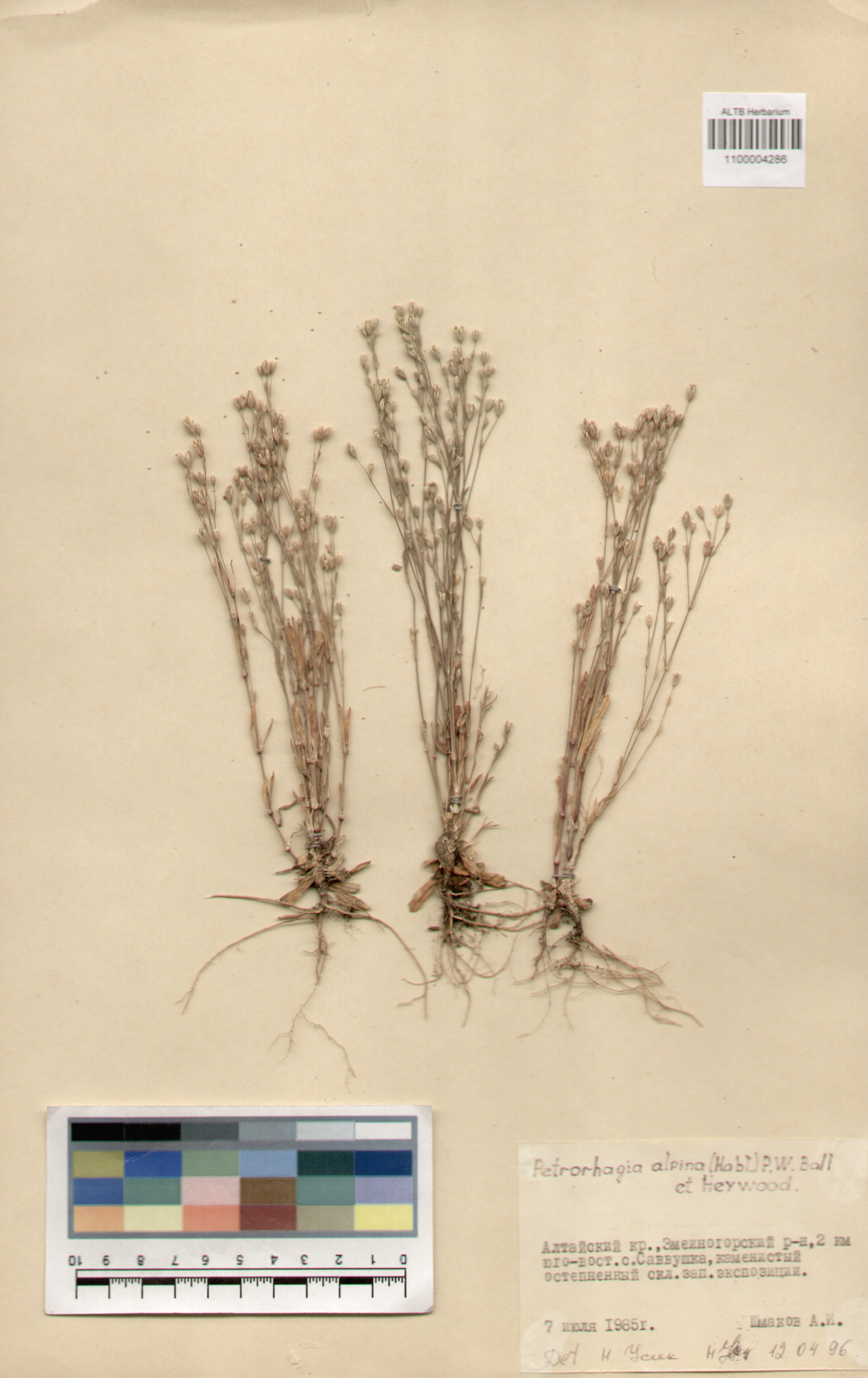 Caryophyllaceae,Petrorhagia alpina (Habl) P.W. Ball