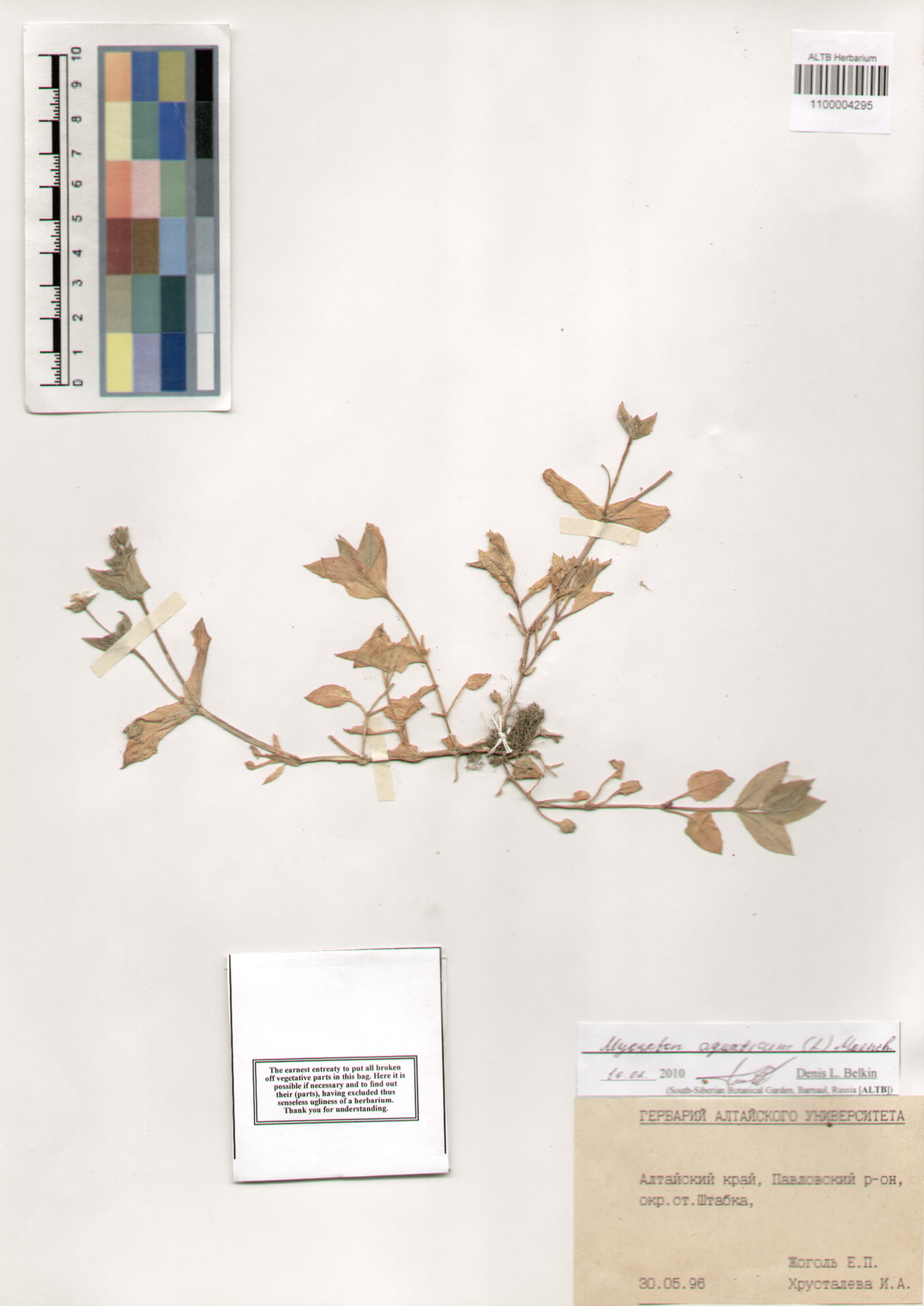 Caryophyllaceae,Myosoton aquaticum (L.) Moench