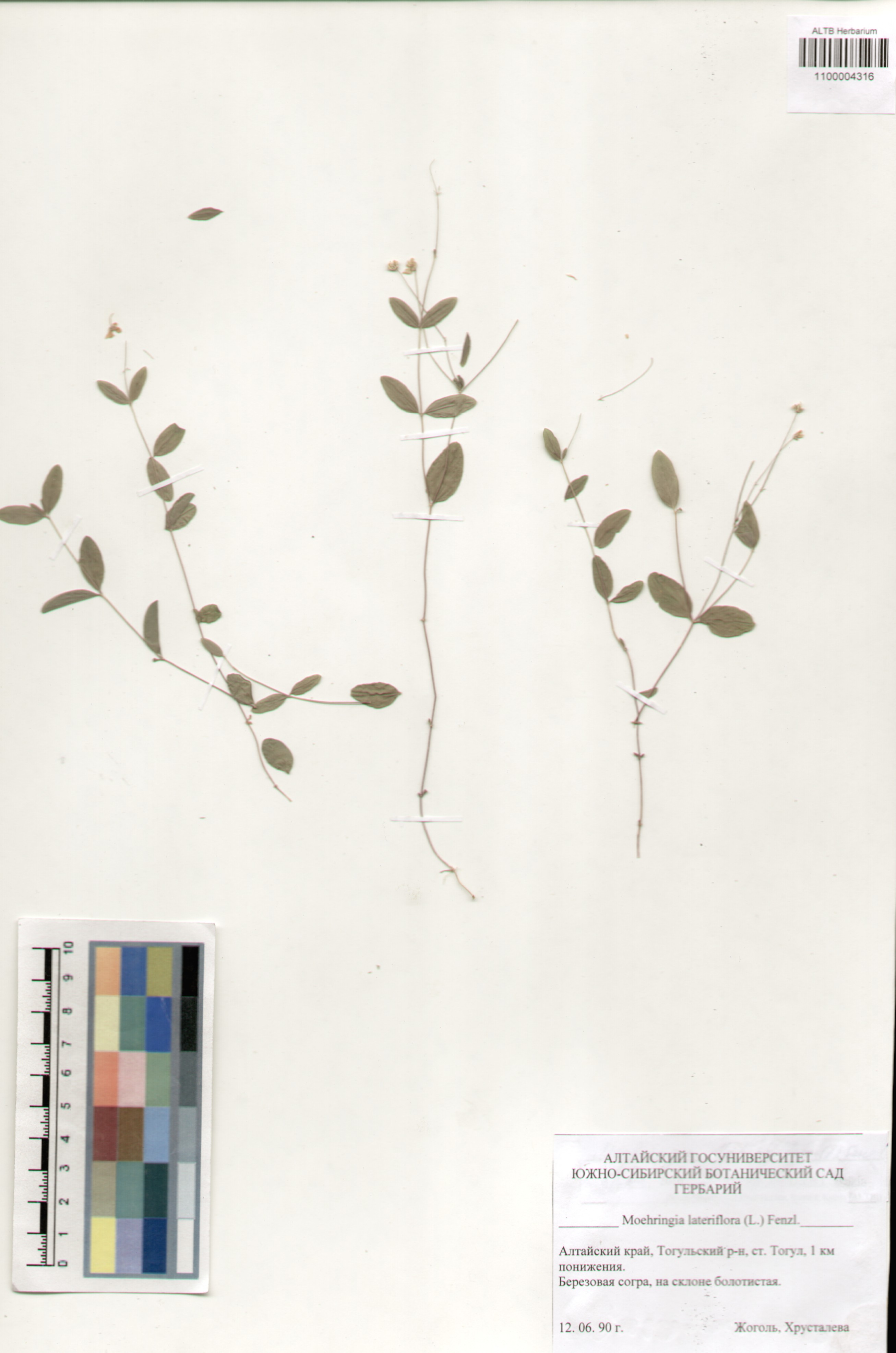 Caryophyllaceae,Moehringia lateriflora (L.) Fenzl.