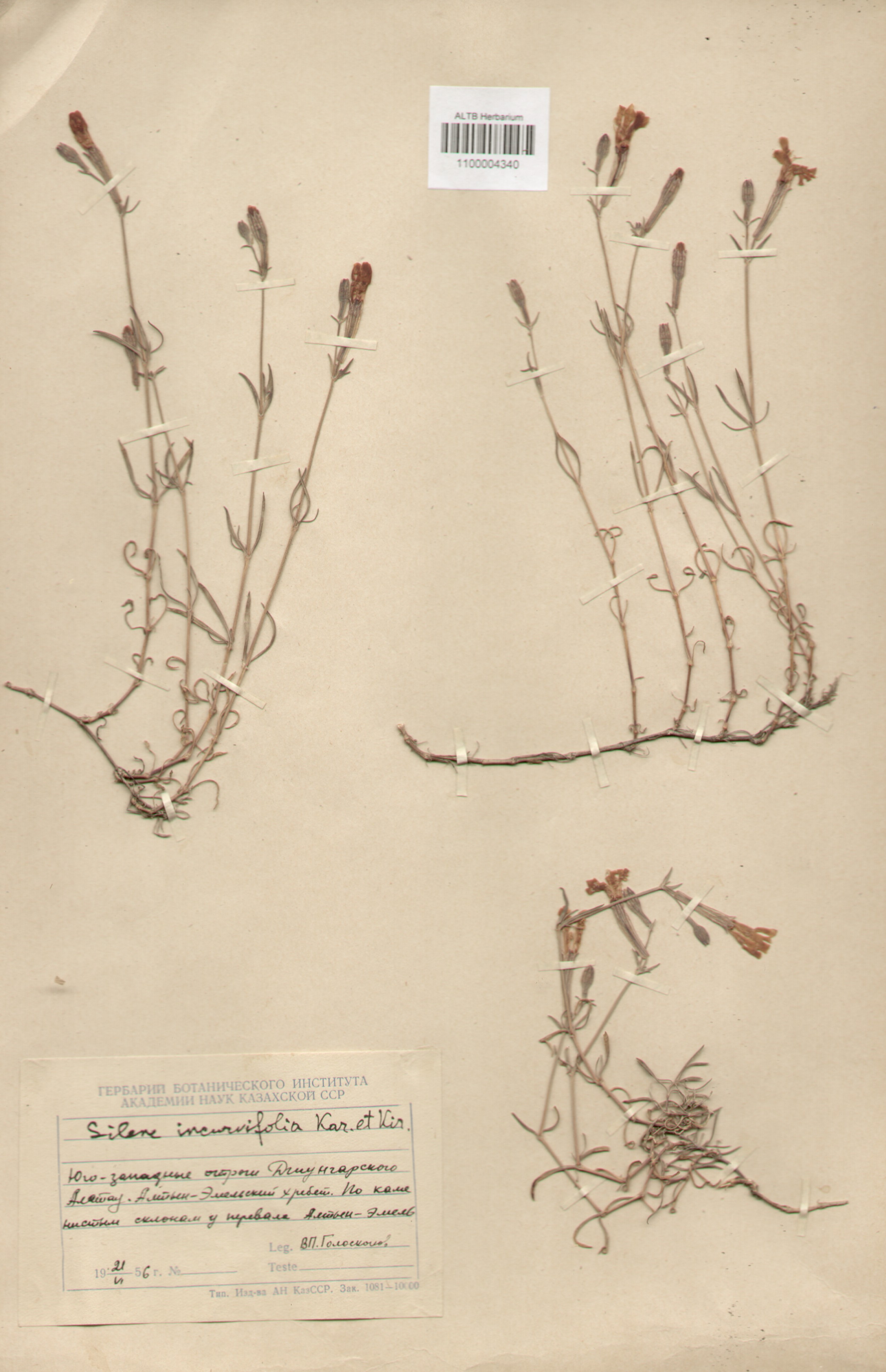 Caryophyllaceae,Silene incurvifolia Kar. et Kit.
