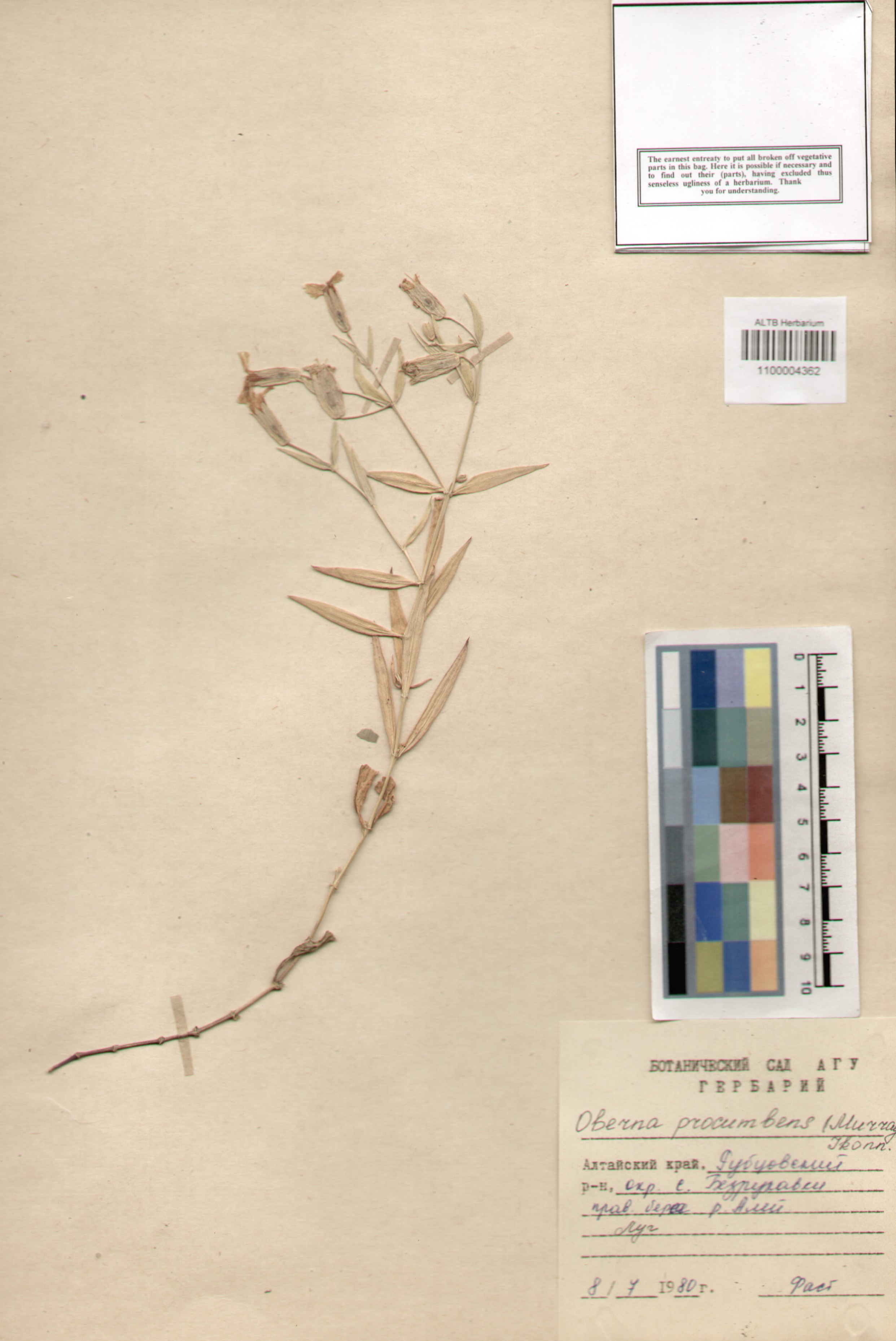 Caryophyllaceae,Silene procumbens (Murray) Jkonn.