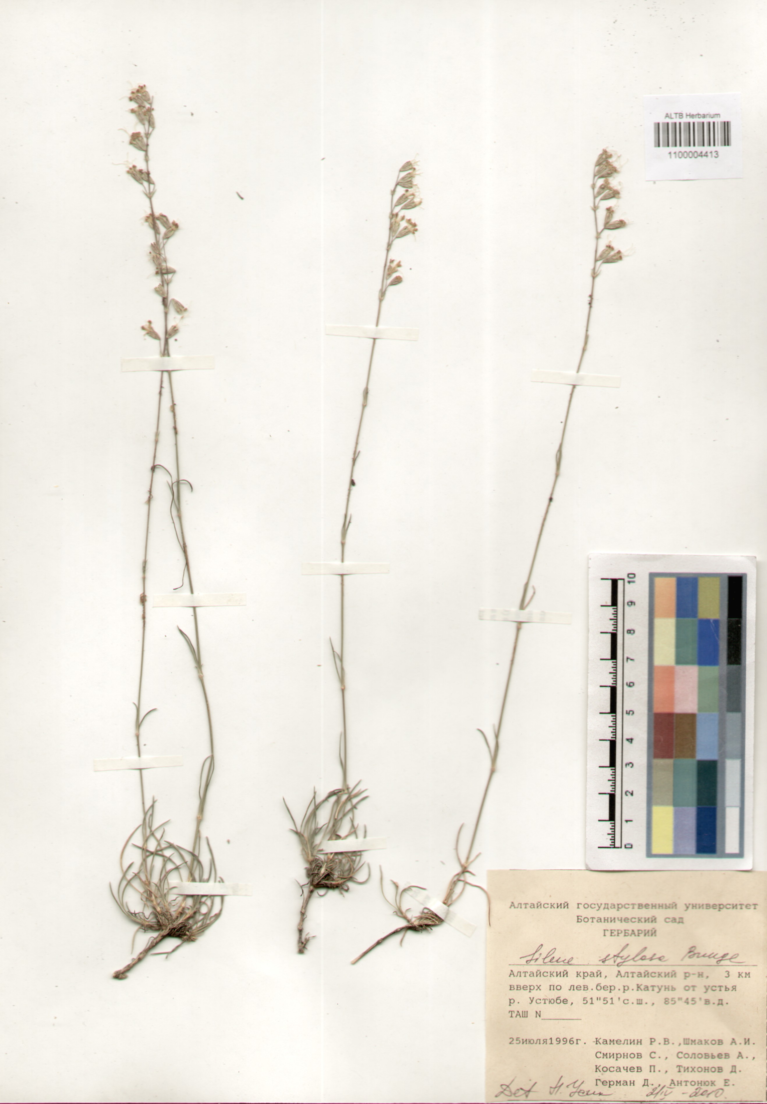 Caryophyllaceae,Silene stylosa Bunge.
