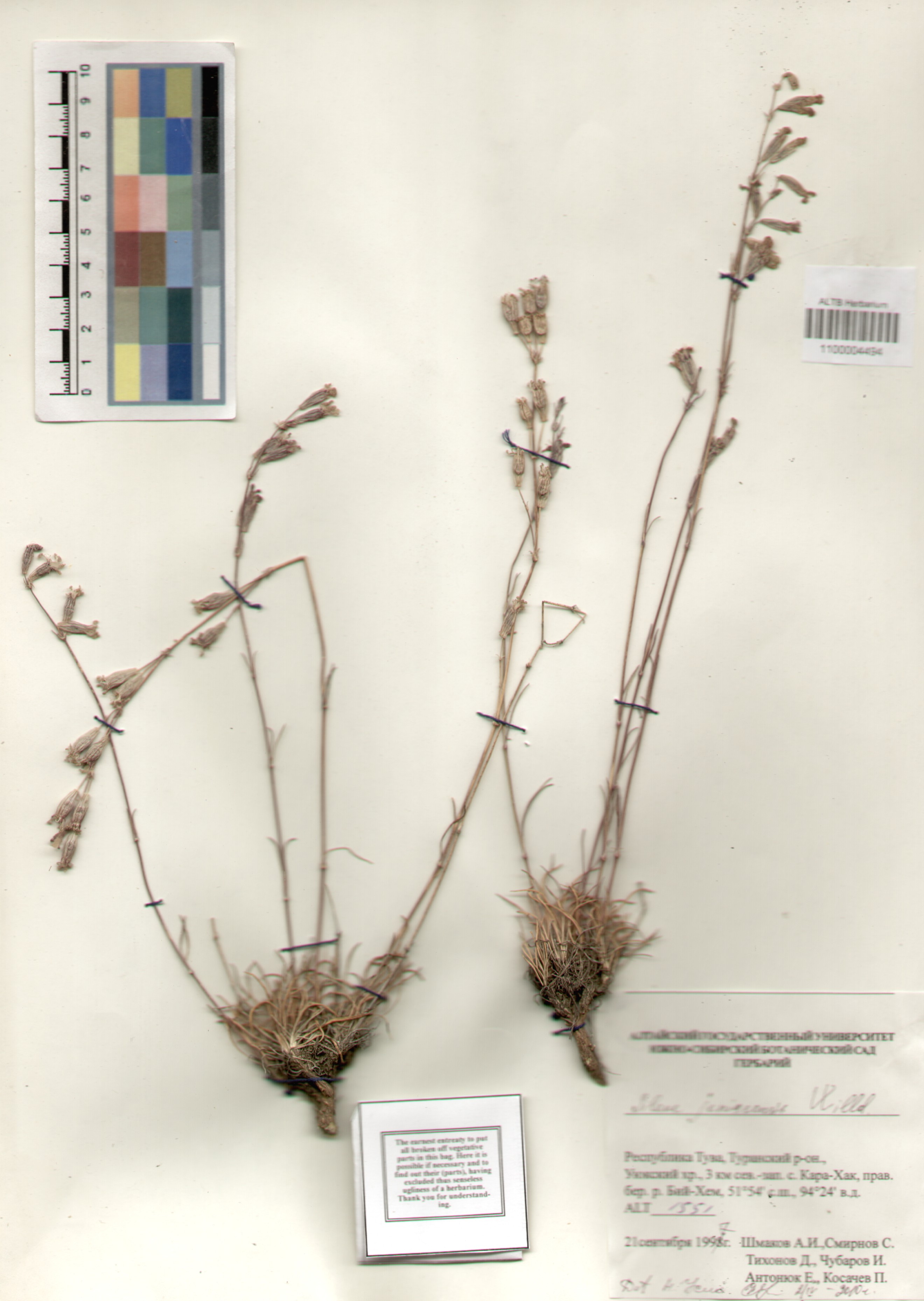 Caryophyllaceae,Silene jenisseensis Willd.