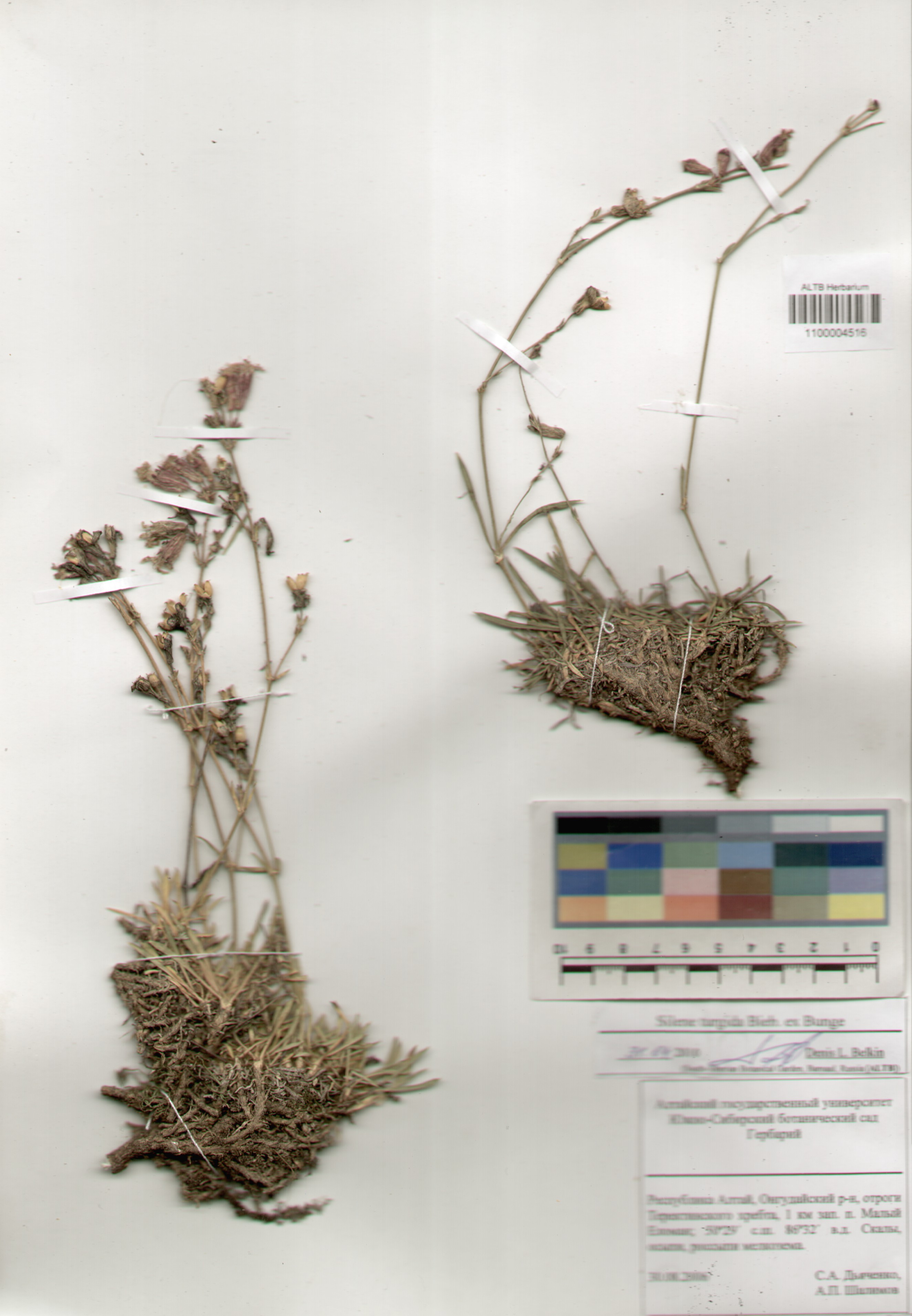 Caryophyllaceae,Silene turgida Bieb. ex. Bunge