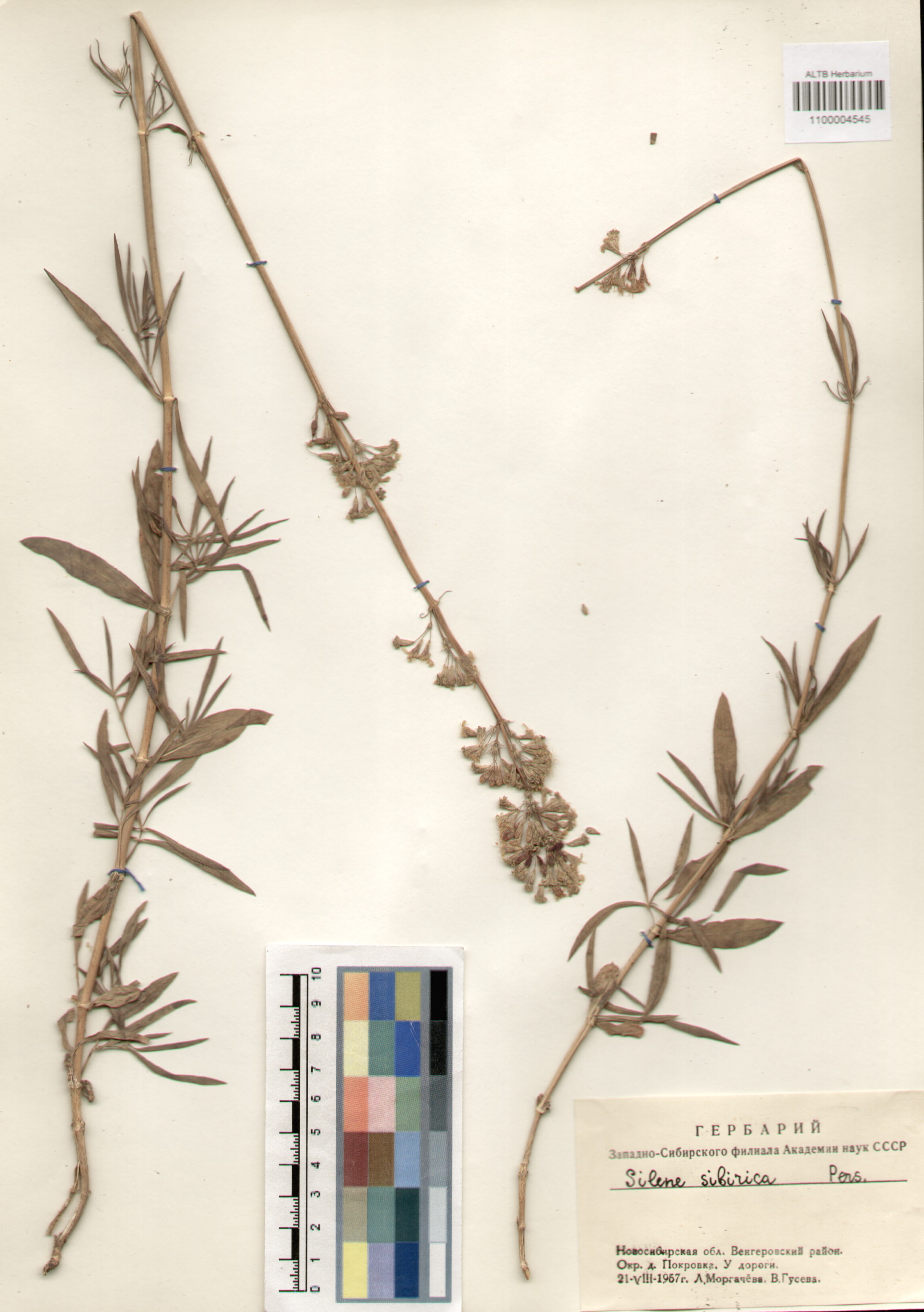 Caryophyllaceae,Silene sibirica (L.) Pers.