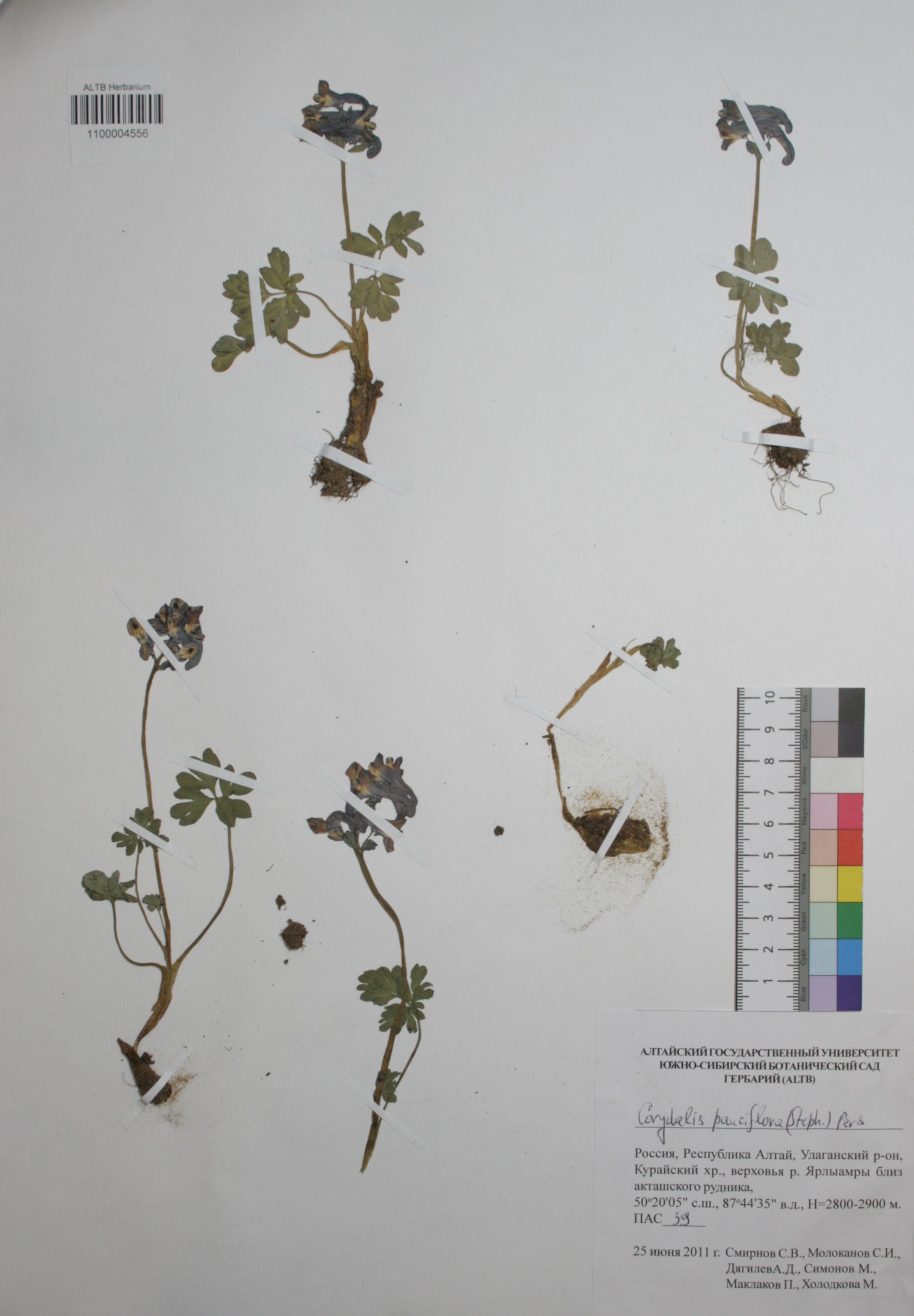 Fumariaceae,Corydalis pauciflora (Steph.) Pers.