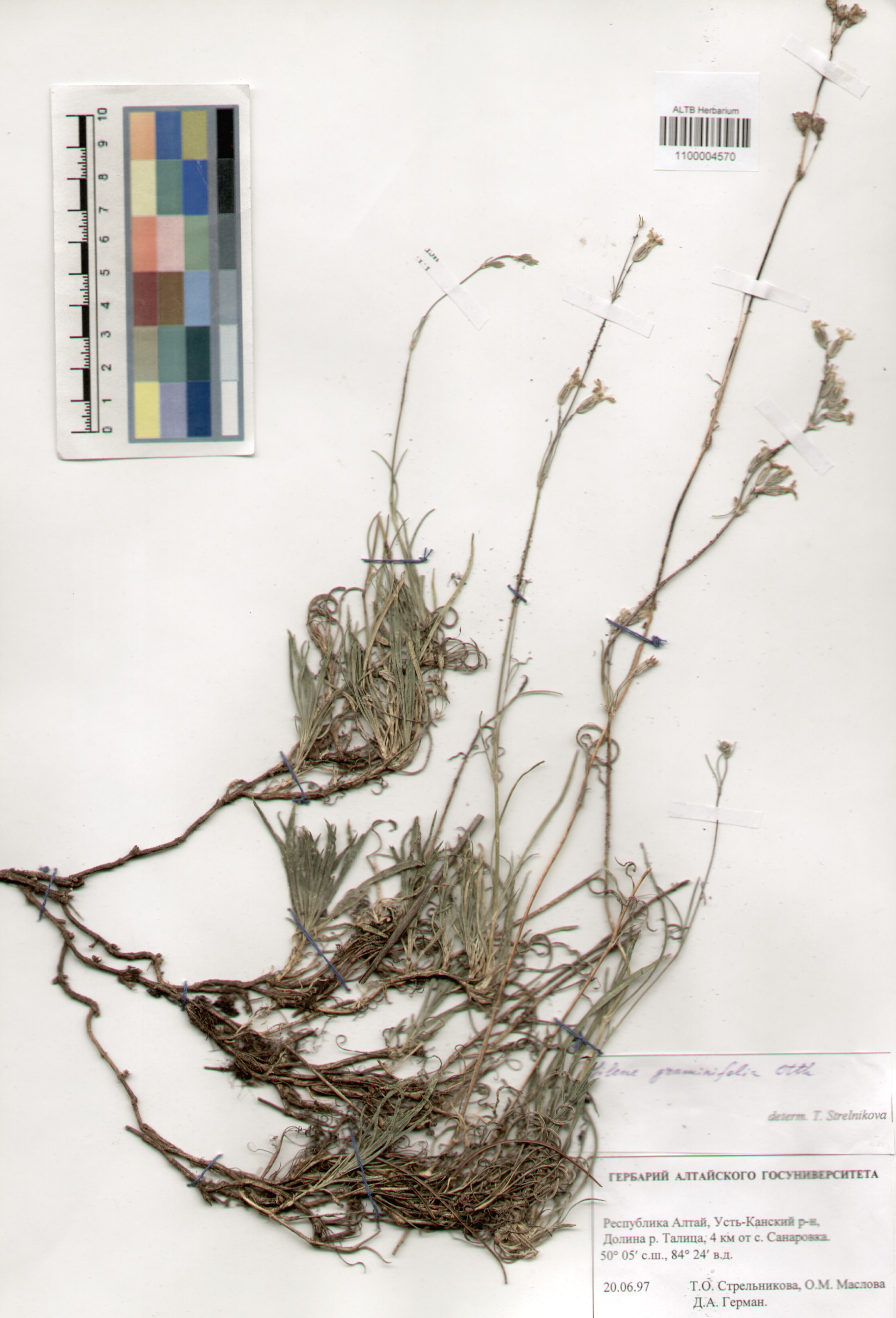 Caryophyllaceae,Silene graminifolia Otth. Caryophyllaceae,Silene graminifolia Otth.