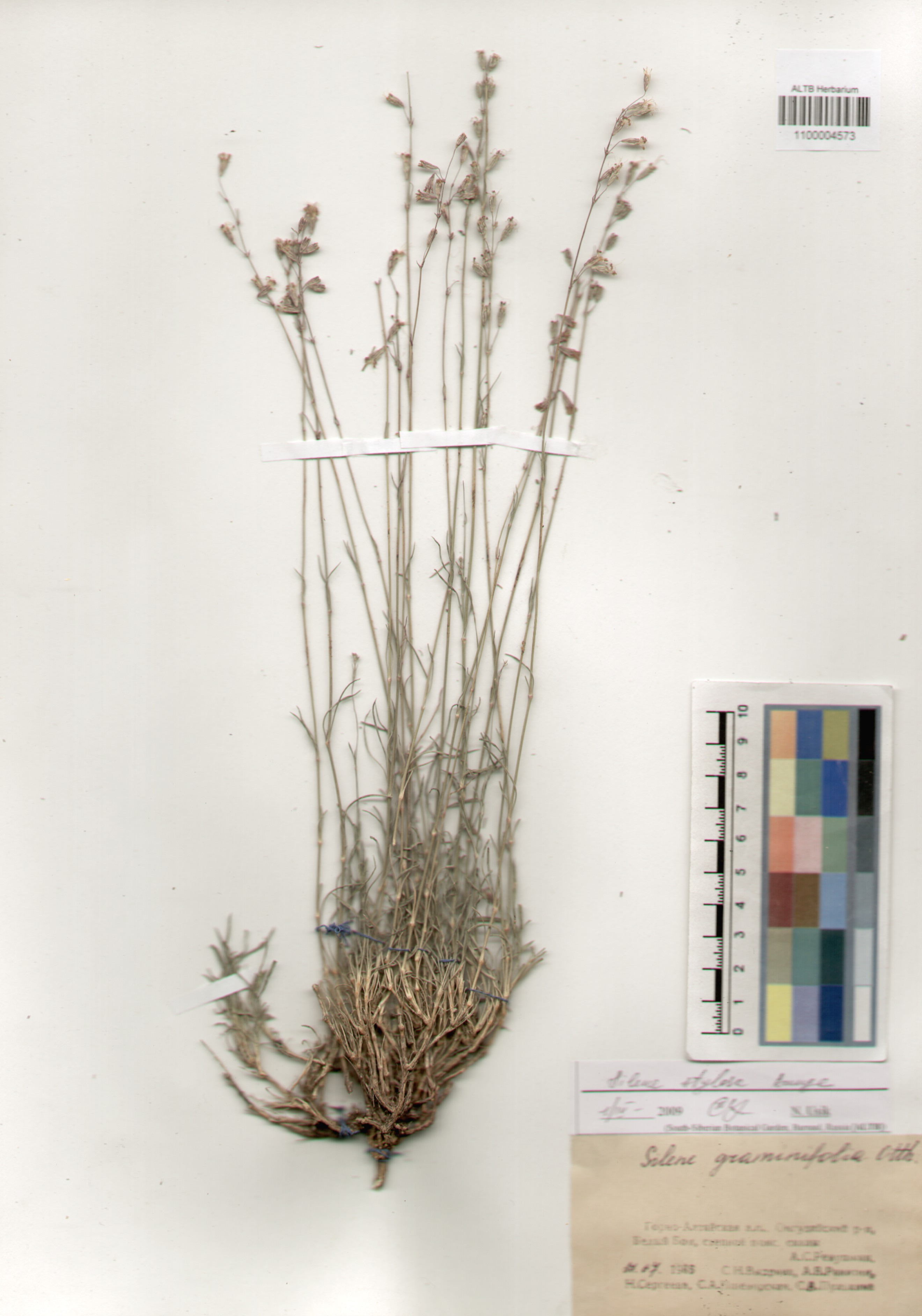 Caryophyllaceae,Silene stylosa Bunge.