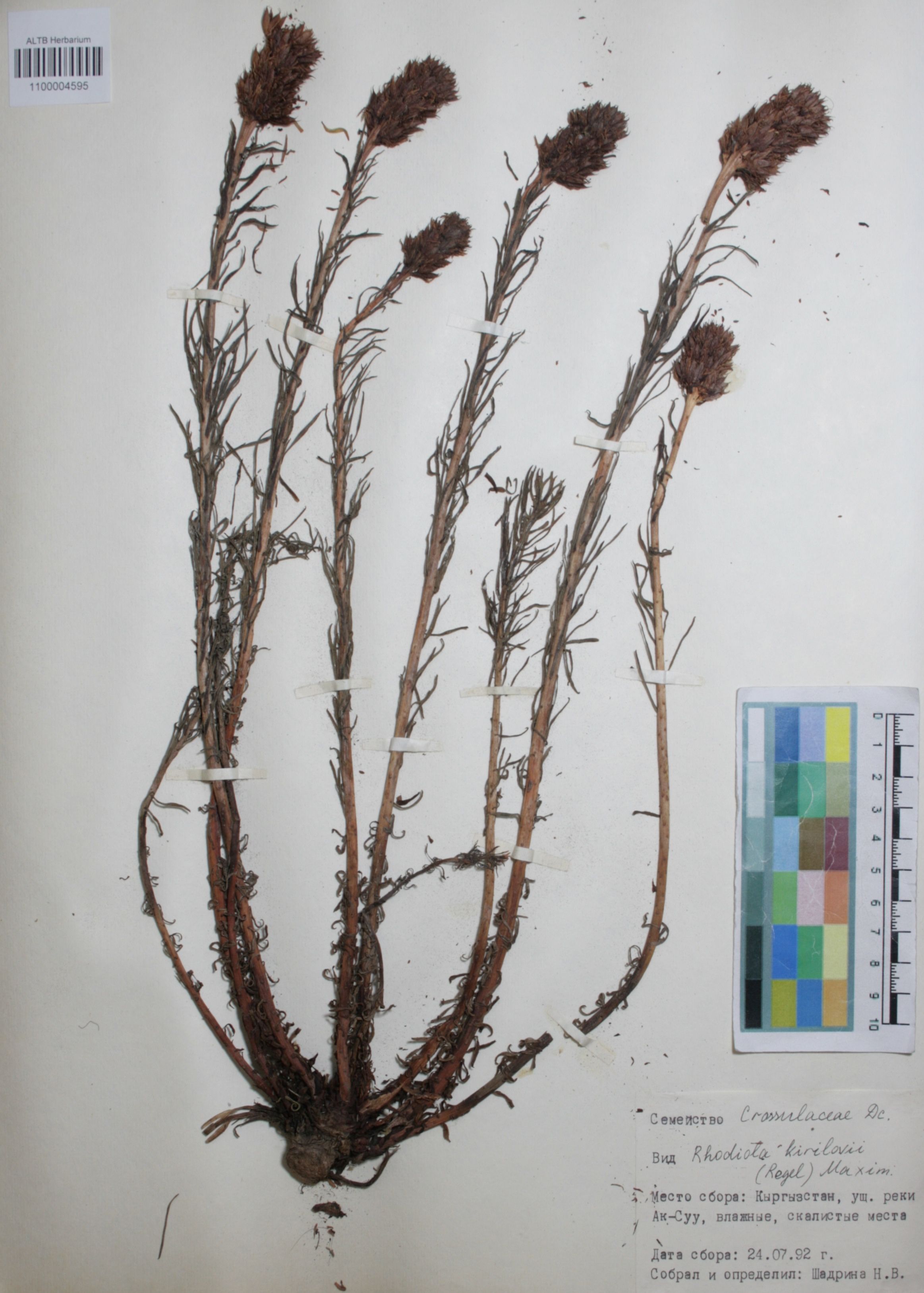 Crassulaceae,Rhodiola kirilovii (Regel) Maxim