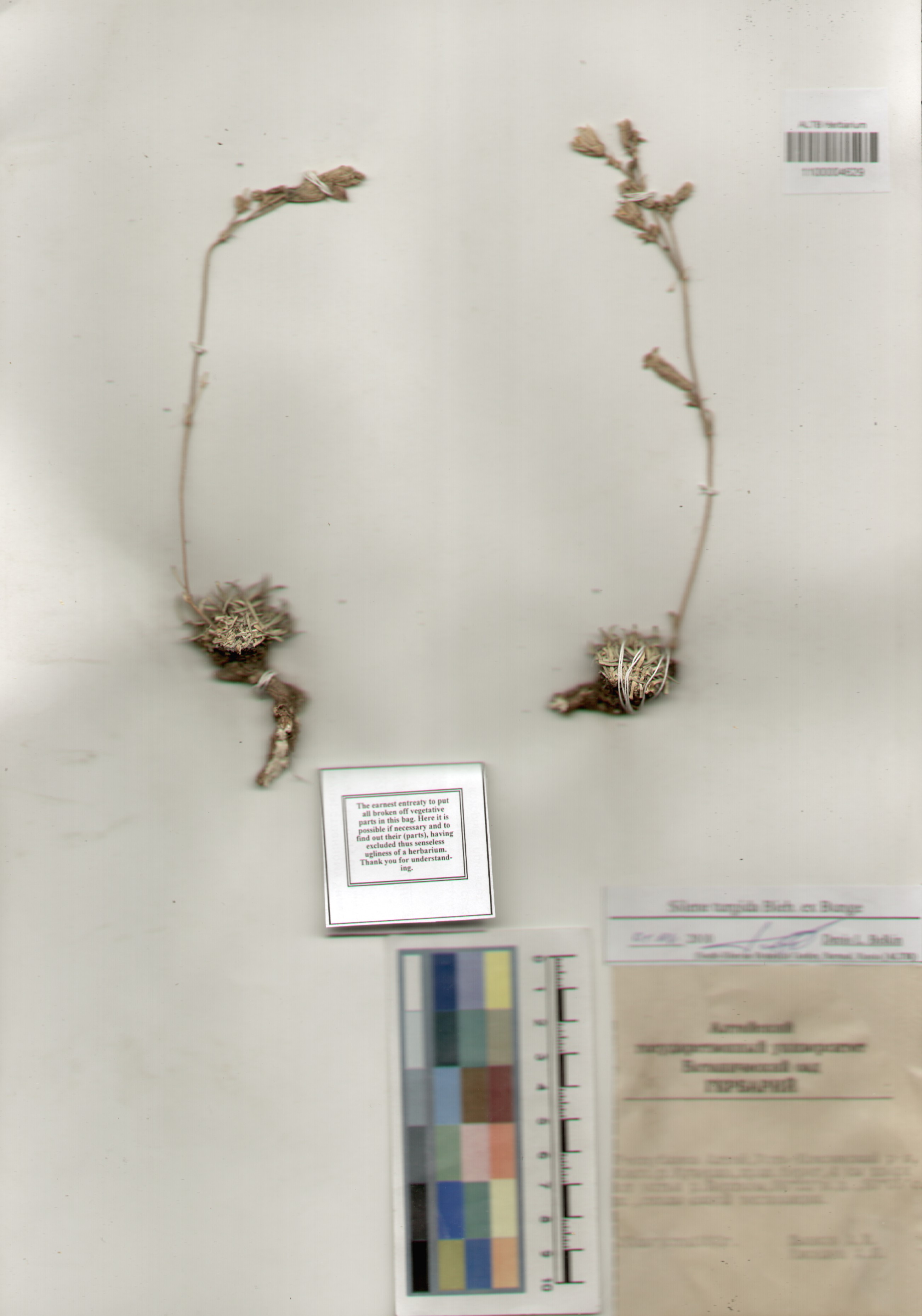 Caryophyllaceae,Silene turgida Bieb. ex. Bunge