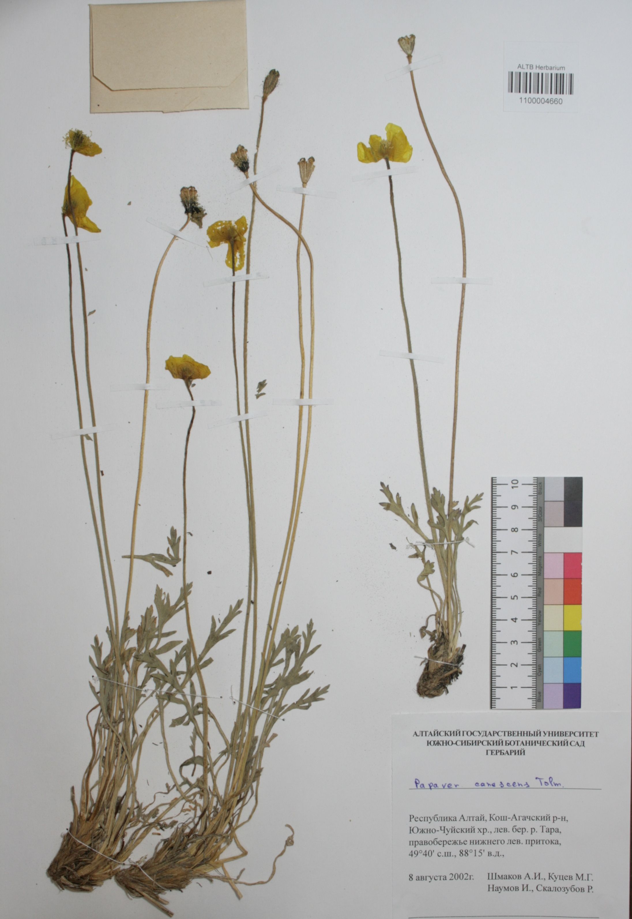 Papaveraceae,Papaver canecsens Tolm.