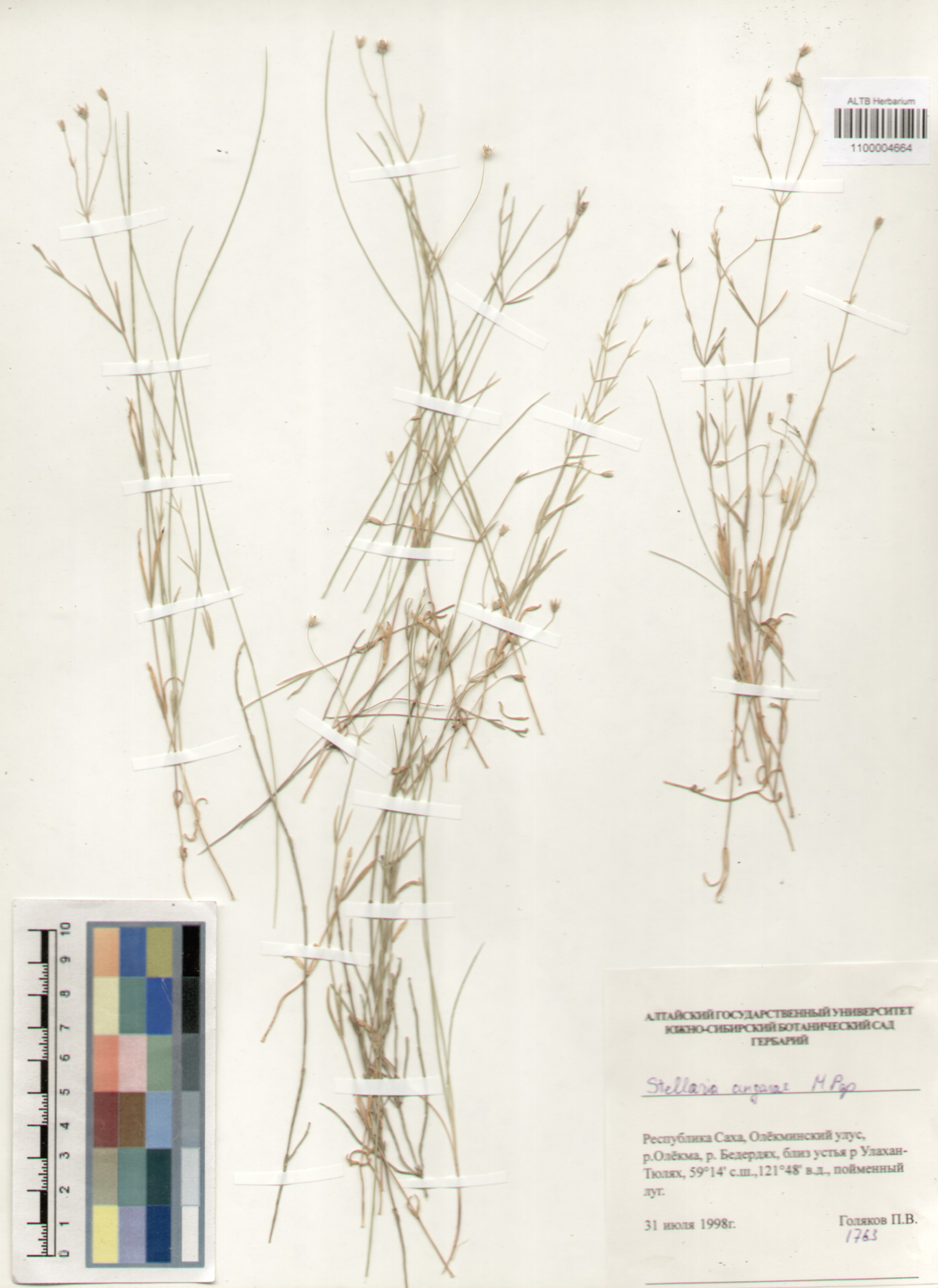 Caryophyllaceae,Stellaria angarae M. Pop.